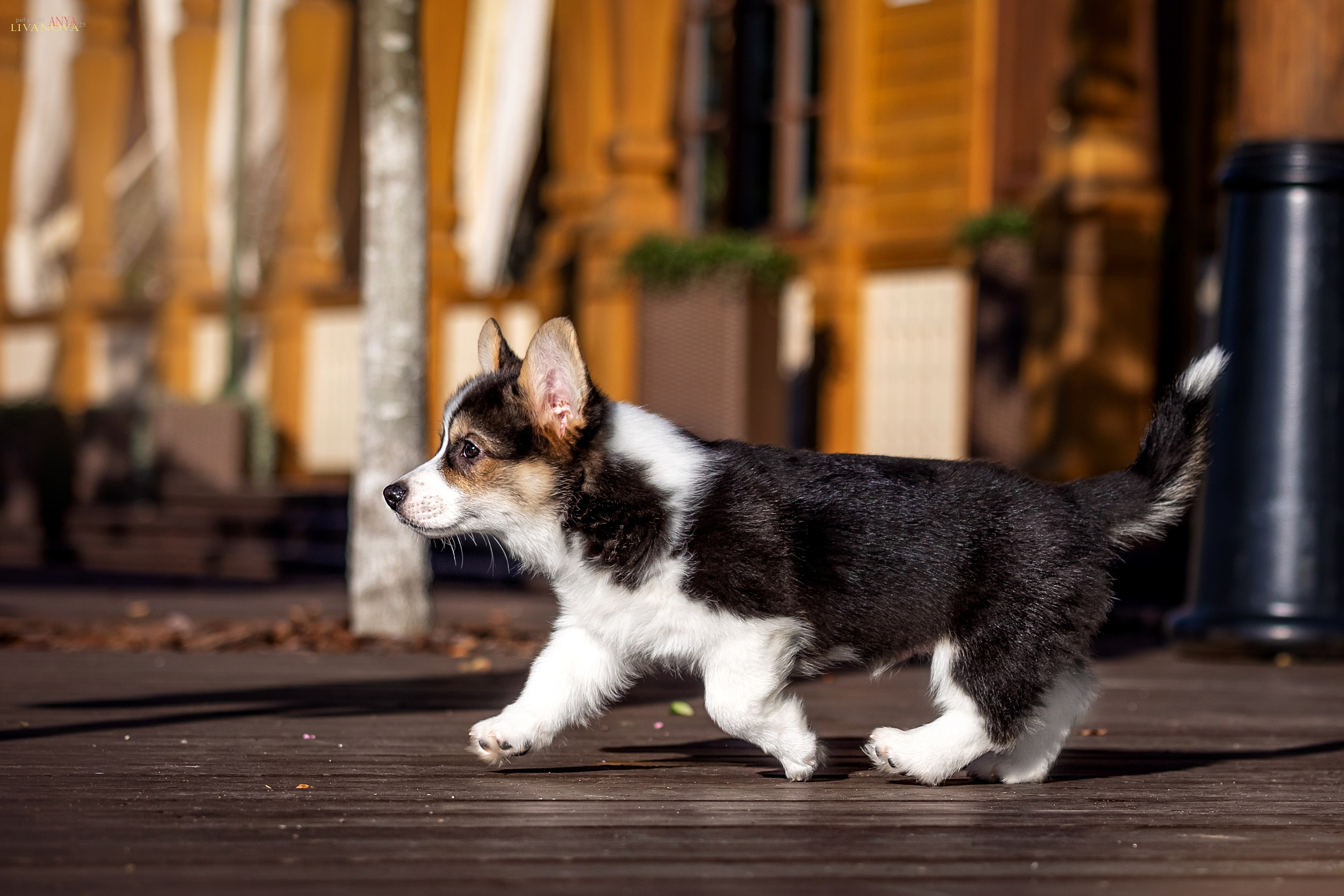 Коржики. Фотограф анималист Аня Ливанова | Рыбинск