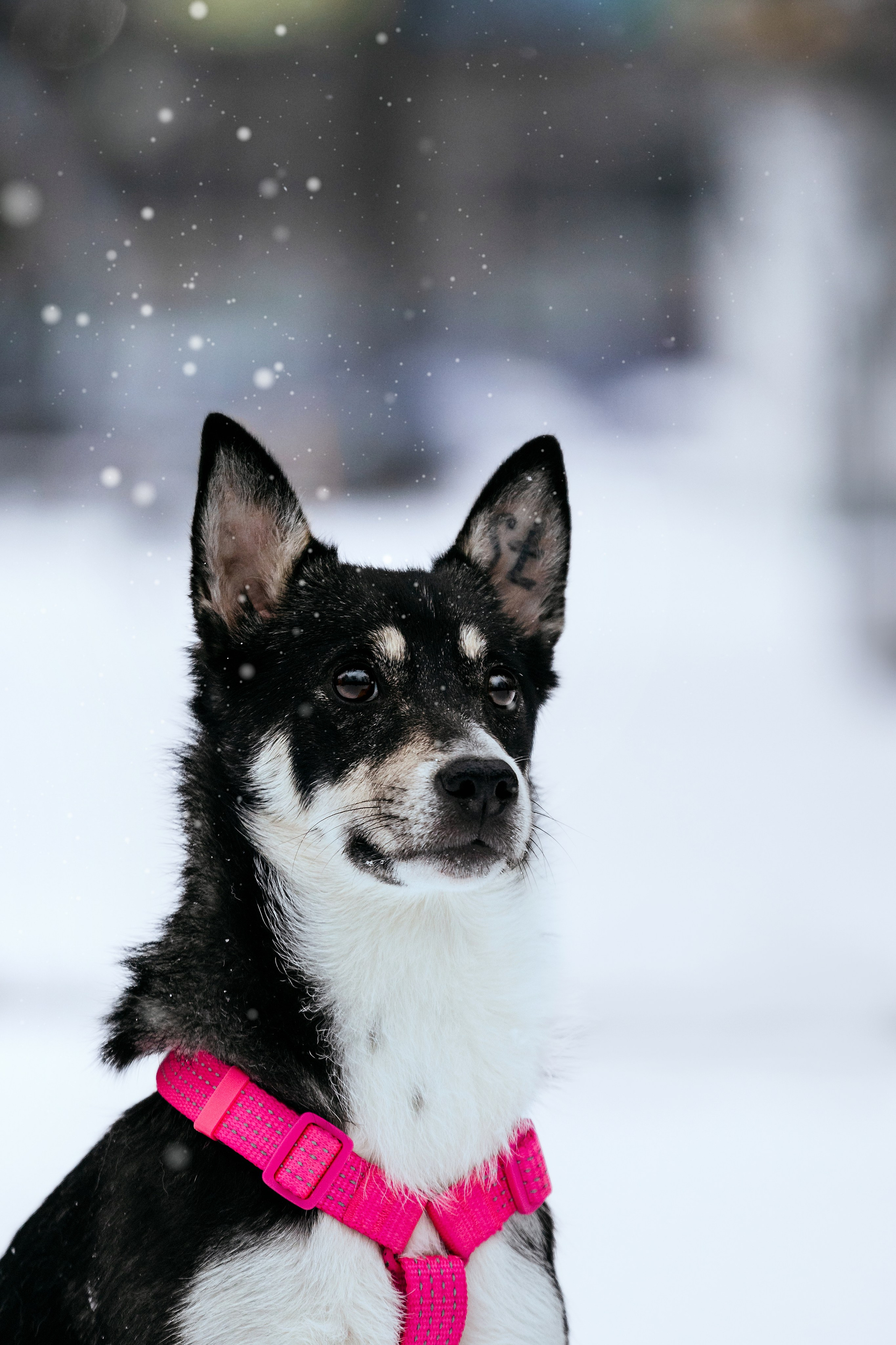 Собаки из приюта Дубовая роща зима. Фотограф-анималист Татьяна Степанова