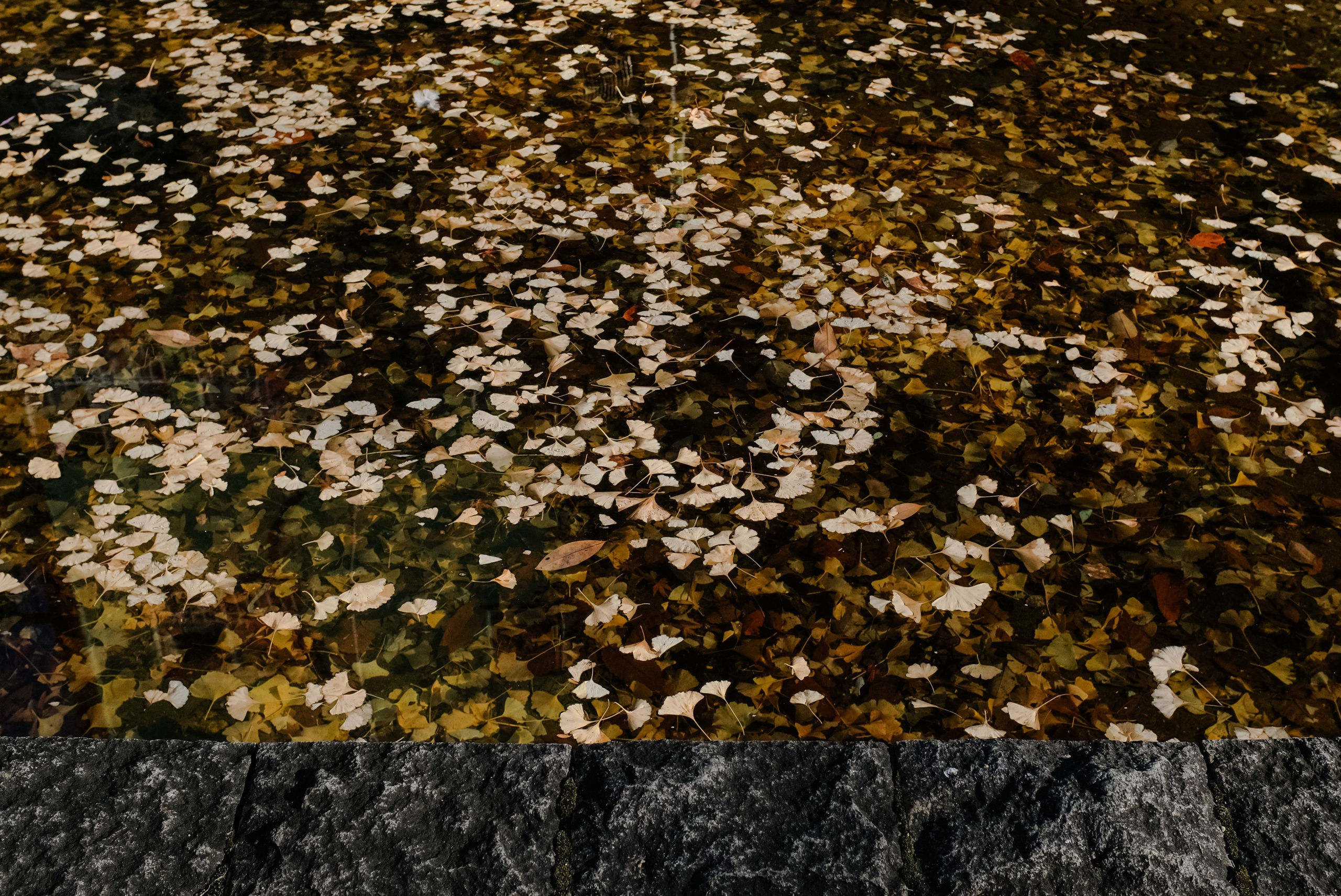 Nature. Regina Platonova