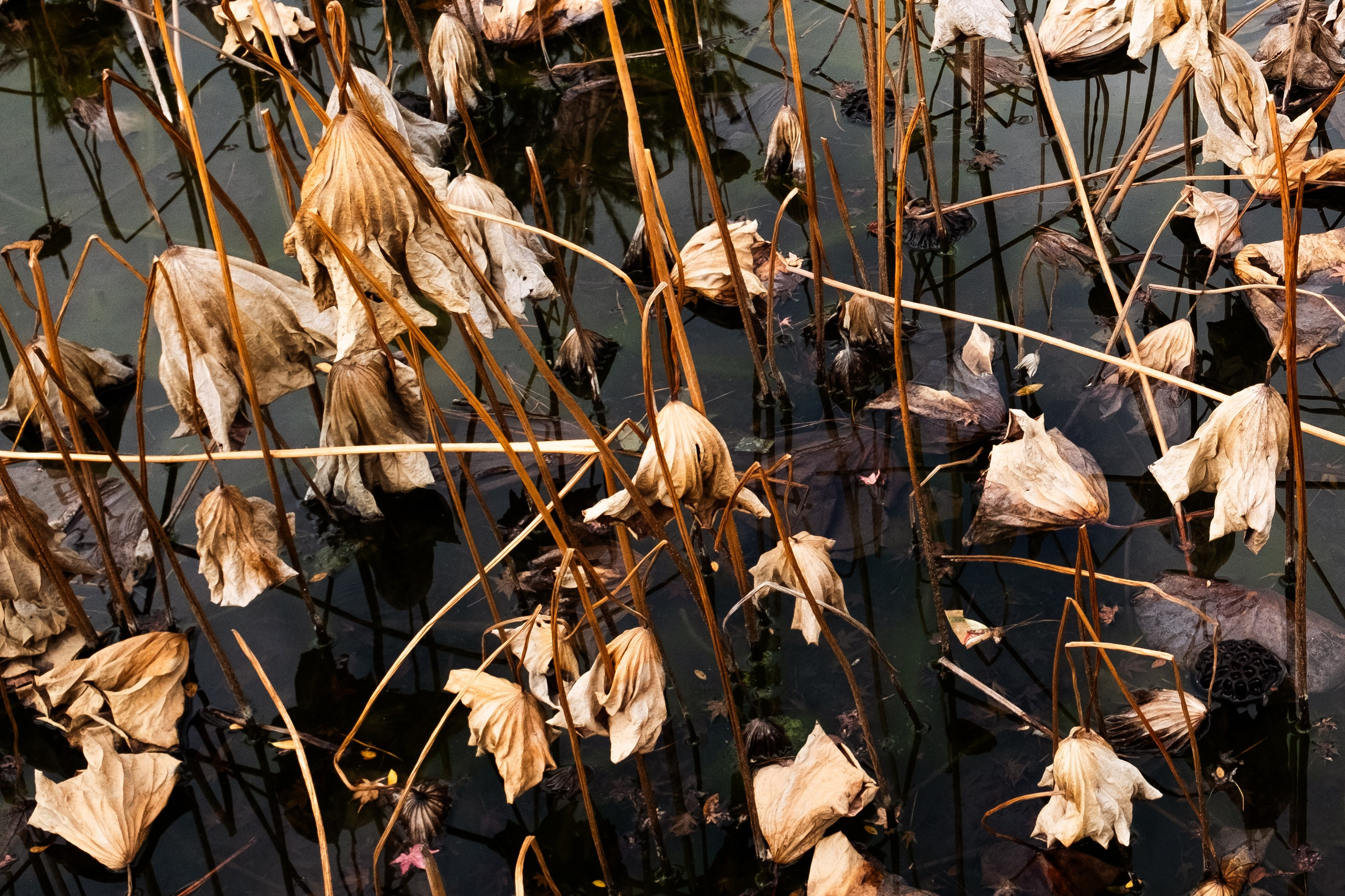 Nature. Regina Platonova