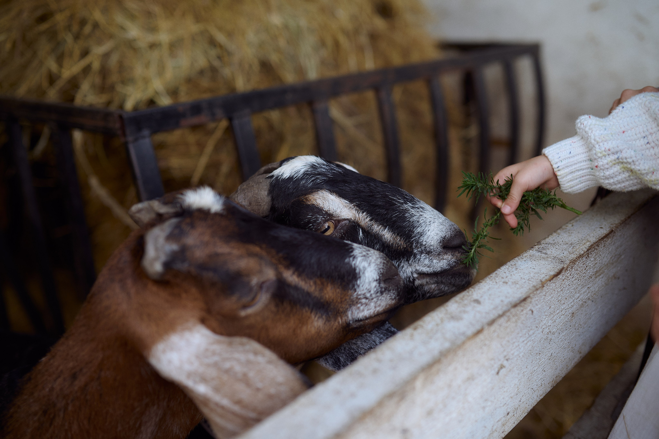 Кристина и Ариша на ферме. Семейный и свадебный lifestyle-фотограф в Москве Мария Петрова