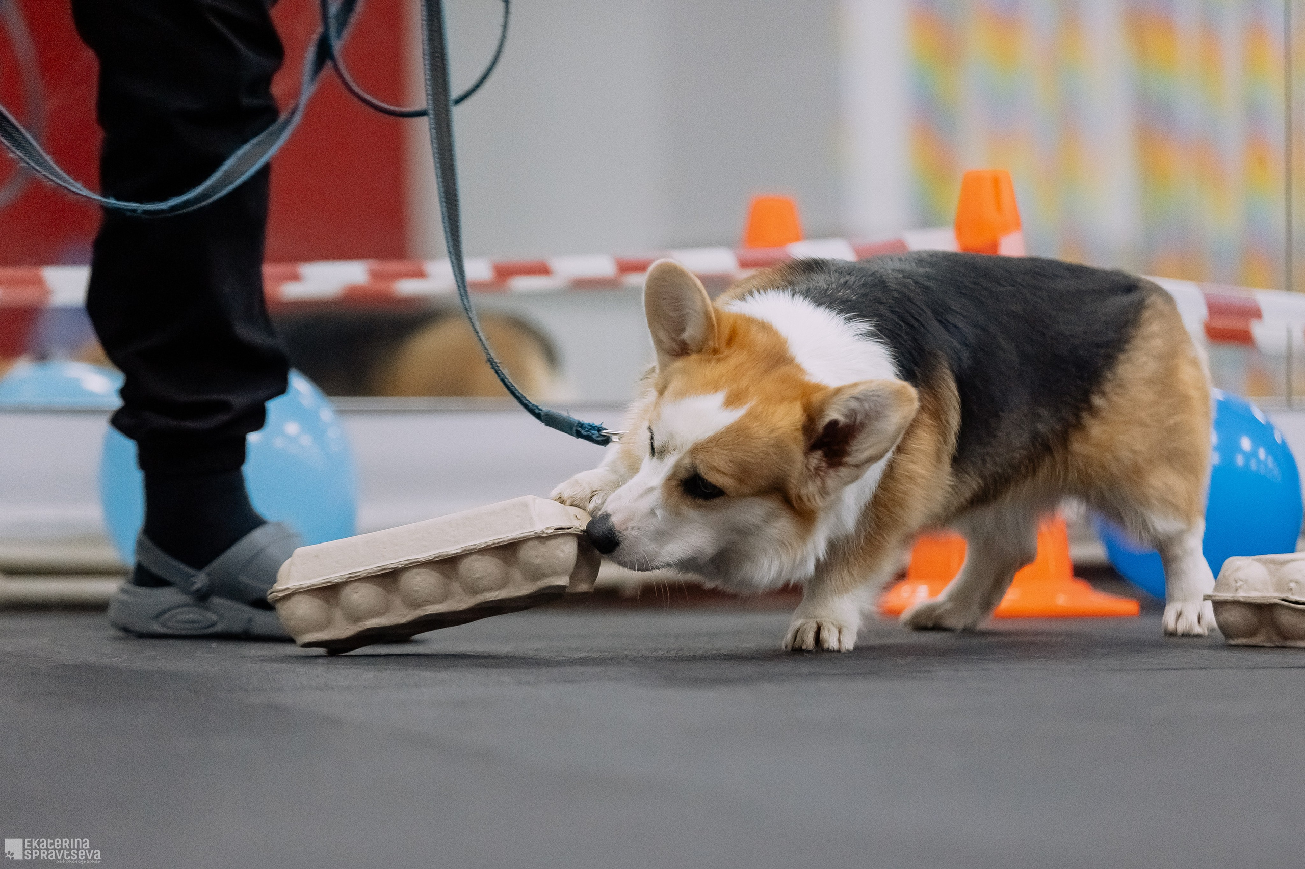 Праздник NoseWork. Фотограф Анималист Екатерина Справцева в Нижнем Новгороде
