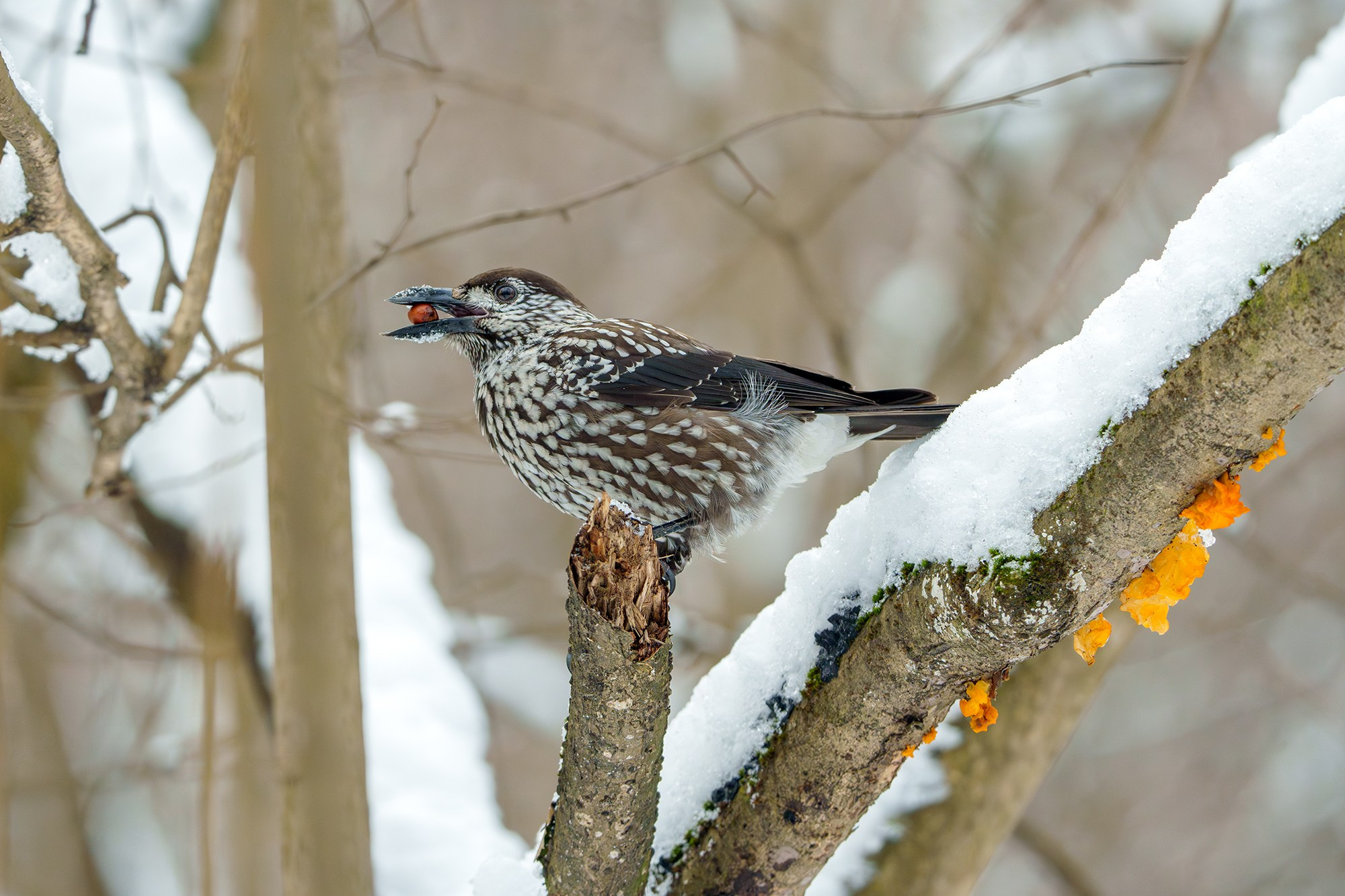 Удивительные мир птиц. Вокруг нас столько прекрасного — присмотритесь!. Ваш личный фотограф Марина Волкова