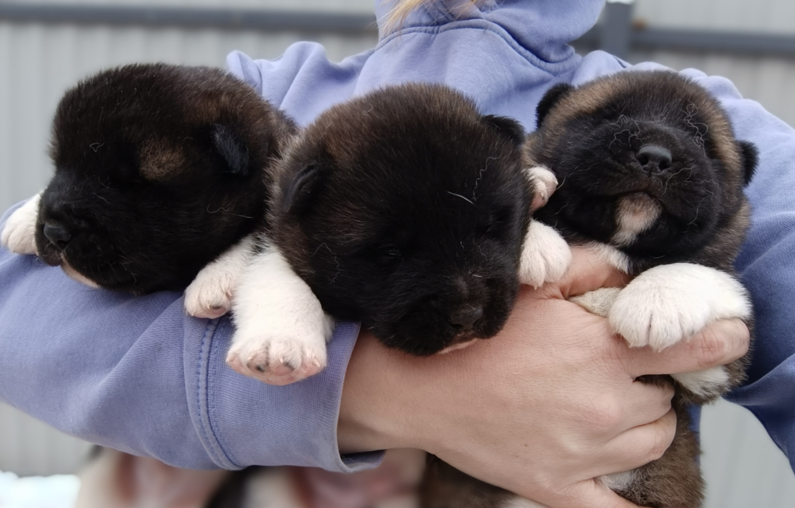 Американская акита  щенки питомник Санкт-Петербург клубные щенки Американская акита питомник RUBYLIGHT Рубилайт купить щенка американской акиты