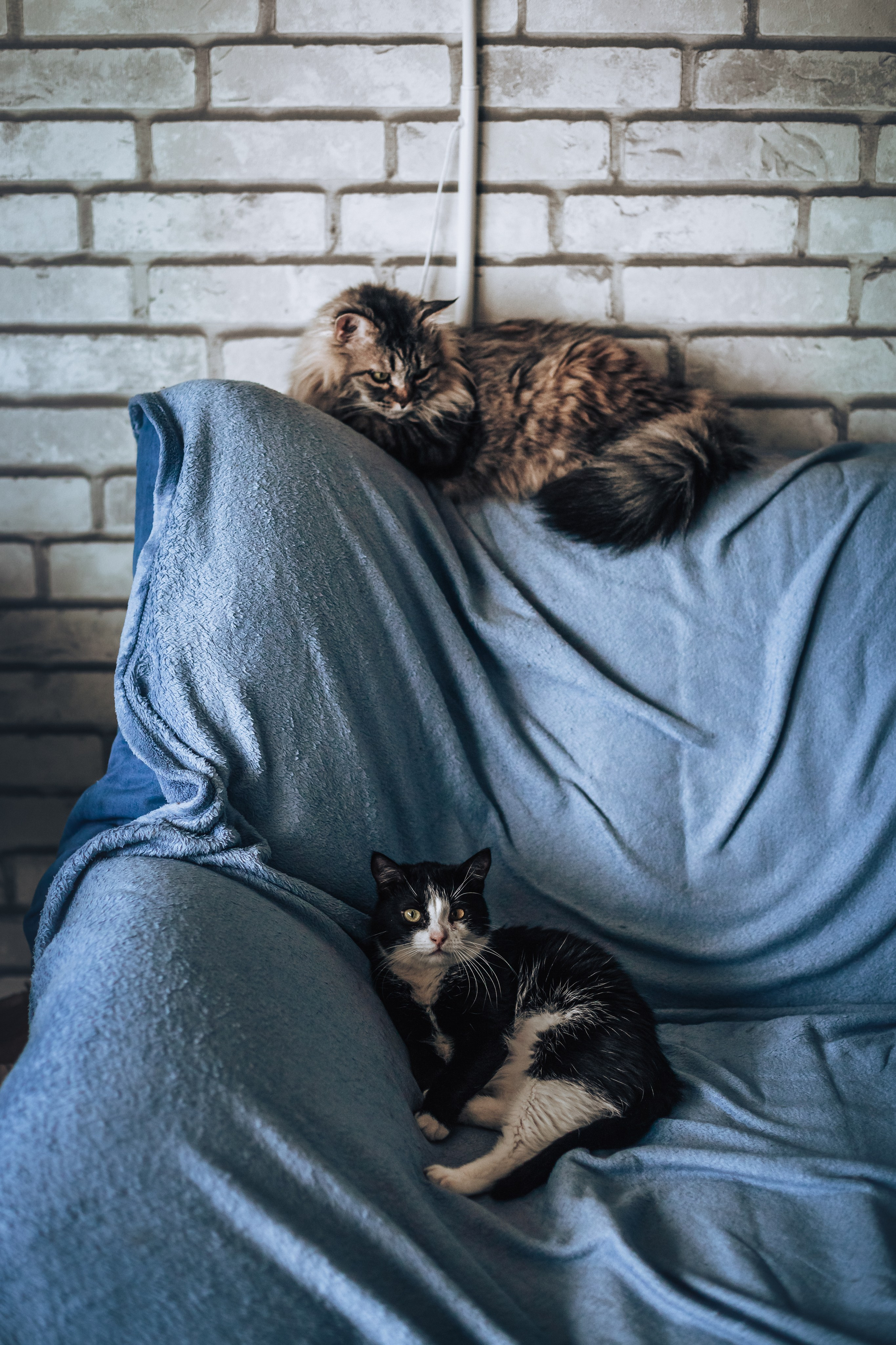 Домашняя фотосессия кота. Фотограф-анималист Татьяна Степанова