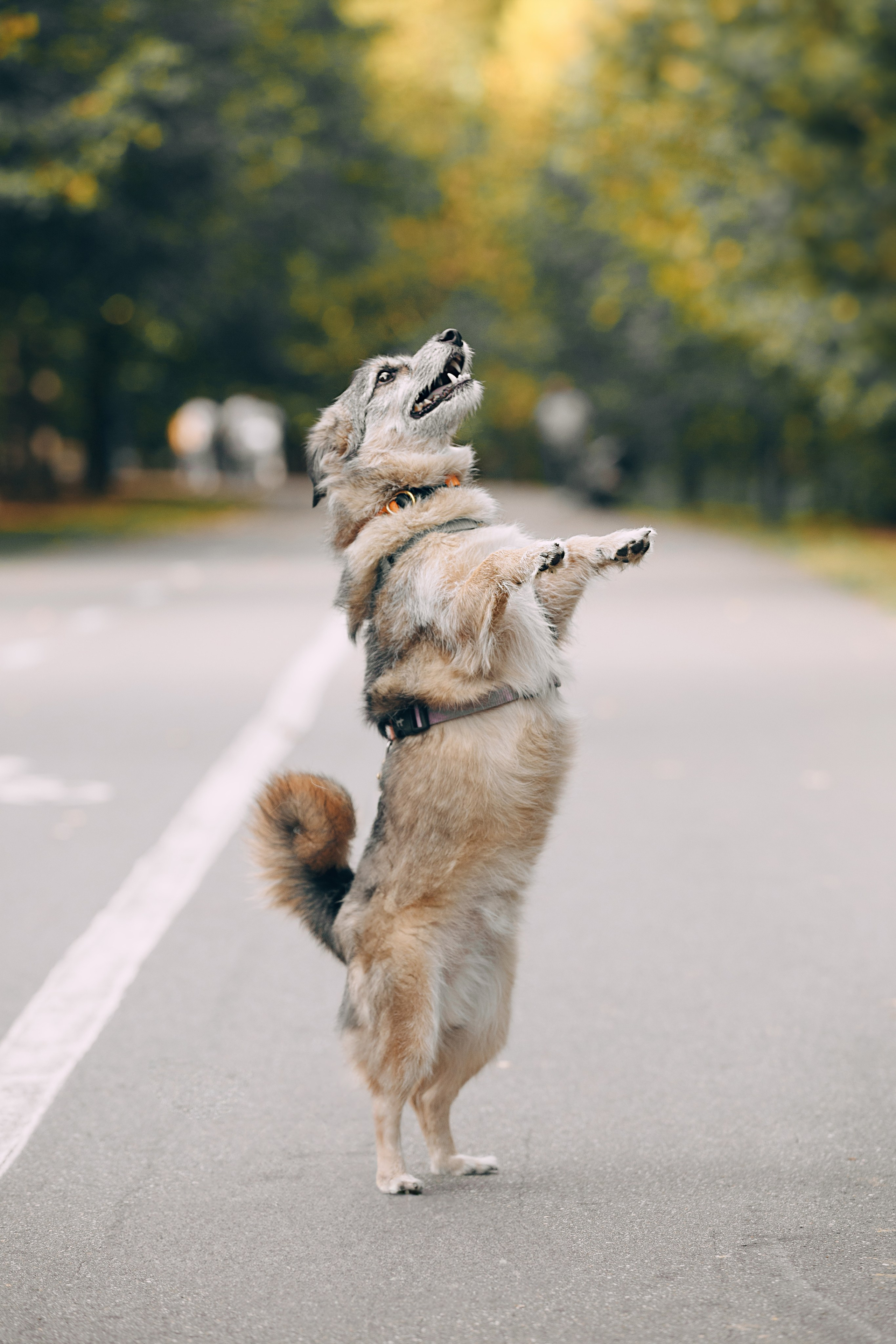 Оля и компания. Фотограф анималист Кристина Карпова, Москва