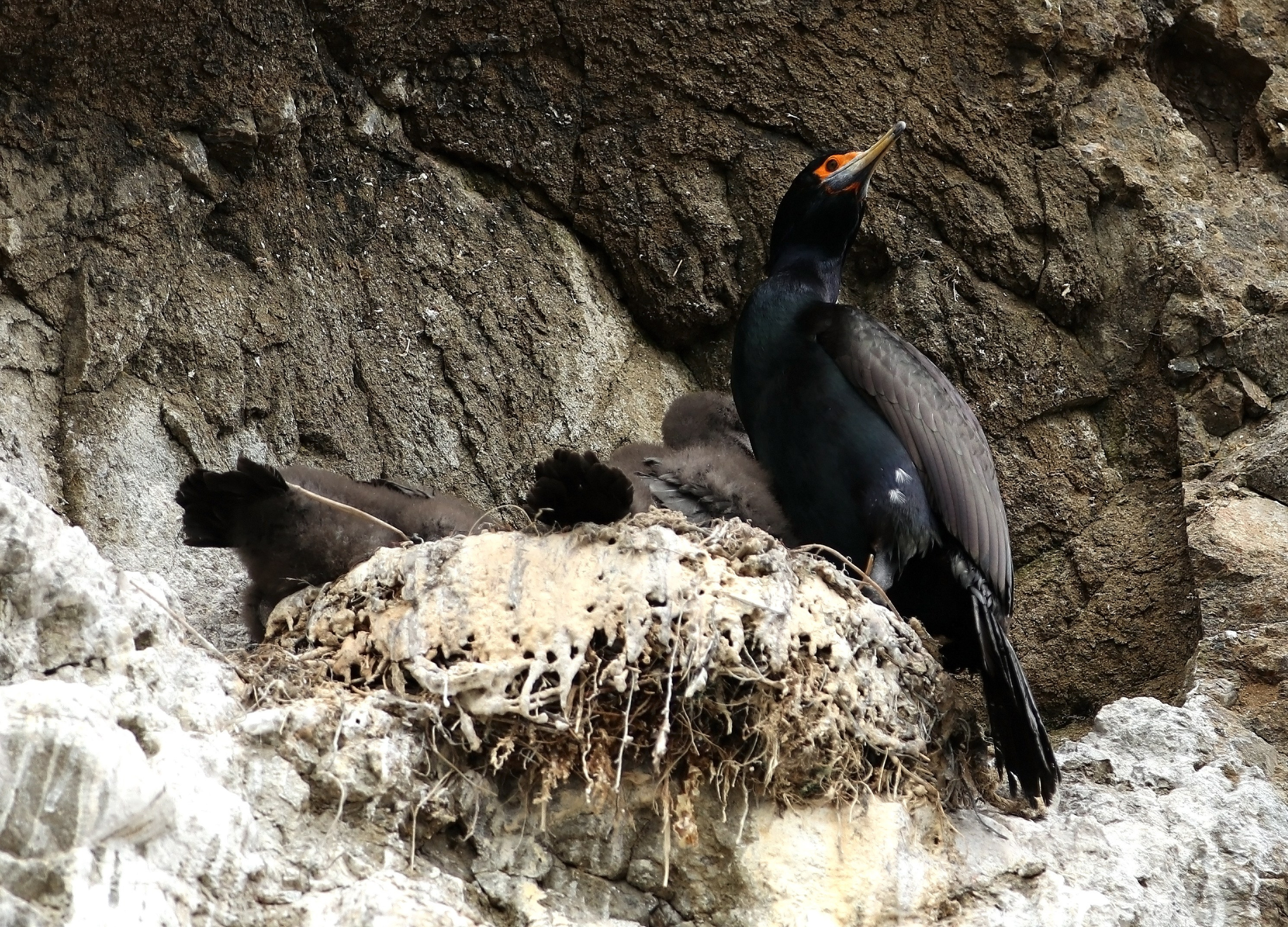 Камчатка и о. Парамушир. Июль 2024. Путешественник-фотограф из Санкт-Петербурга Татьяна Свистулина