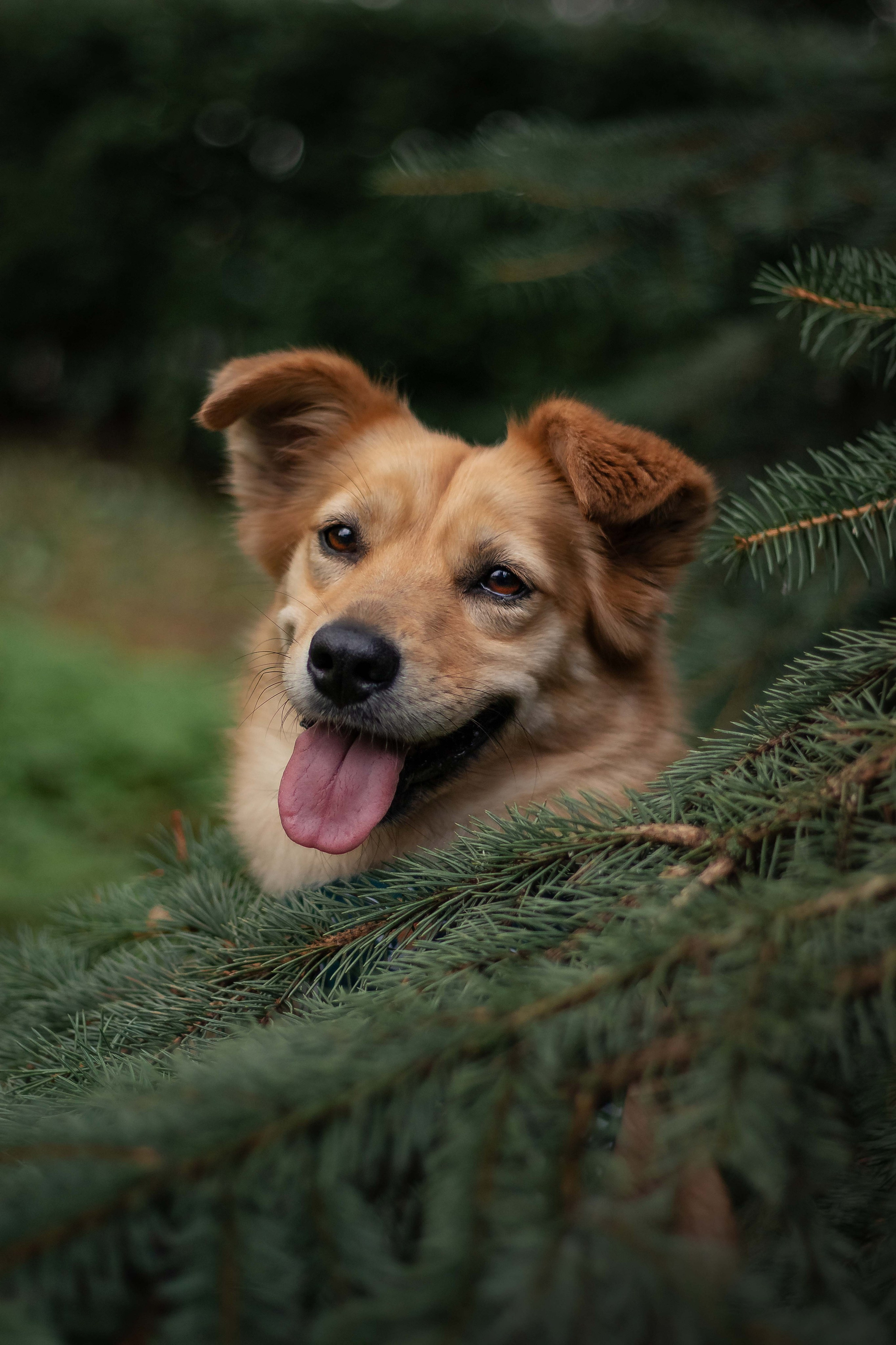 Портфолио фотографа-анималиста из Воронежа Алины Ивановой. Фотограф — анималист Алина Иванова
