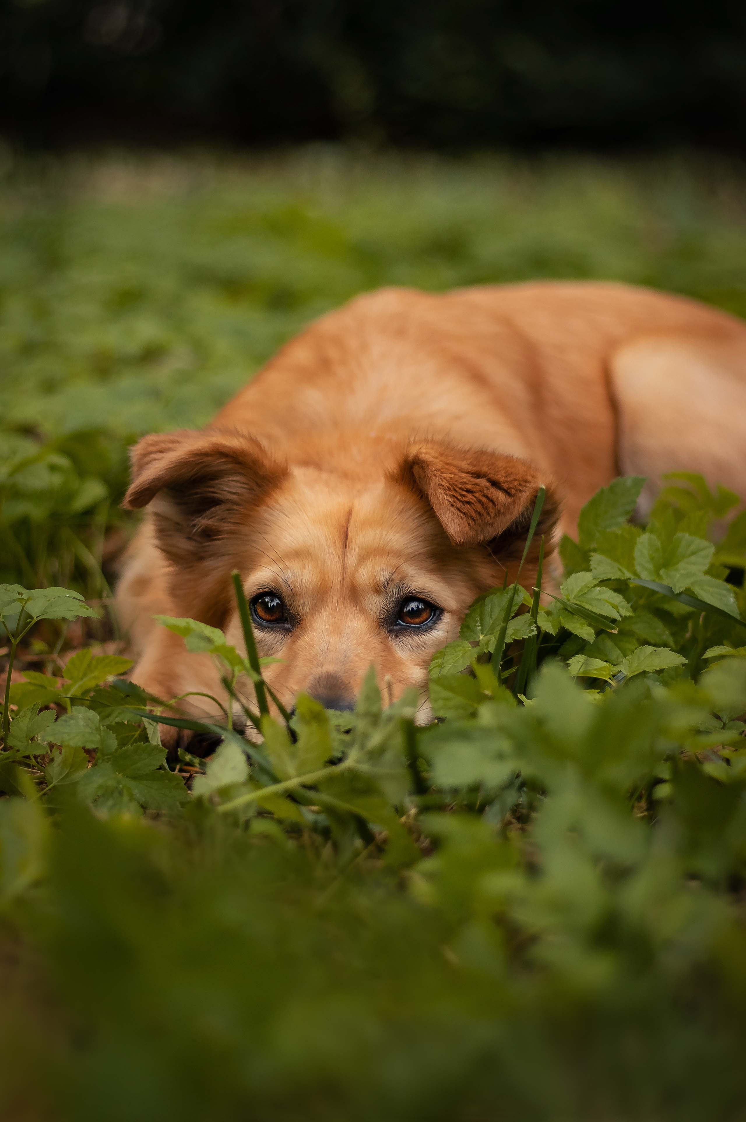 Портфолио фотографа-анималиста из Воронежа Алины Ивановой. Фотограф — анималист Алина Иванова