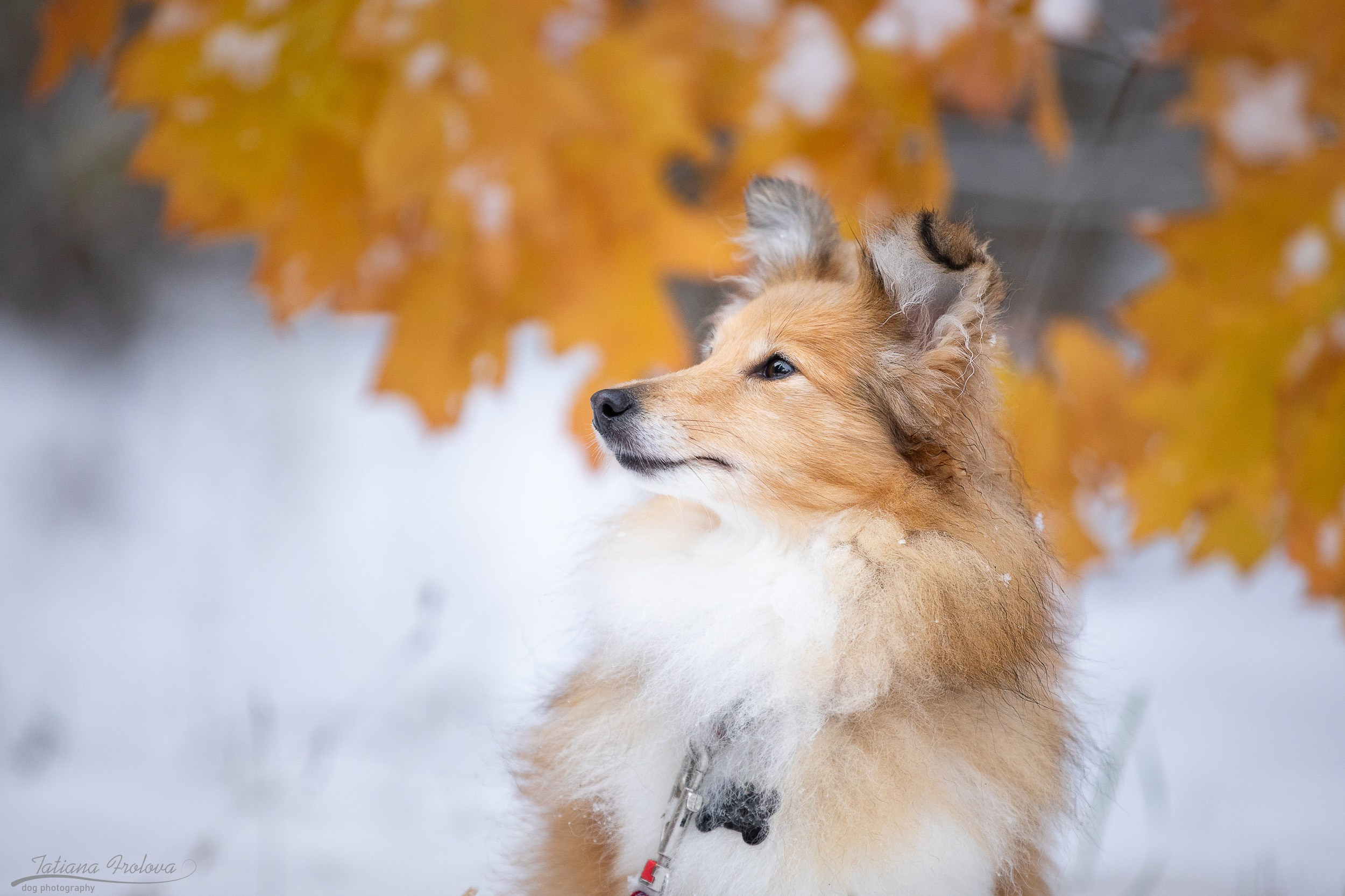 Съемка собак на природе в Черкизово. Фотограф-анималист в Москве и Московской области Татьяна Фролова