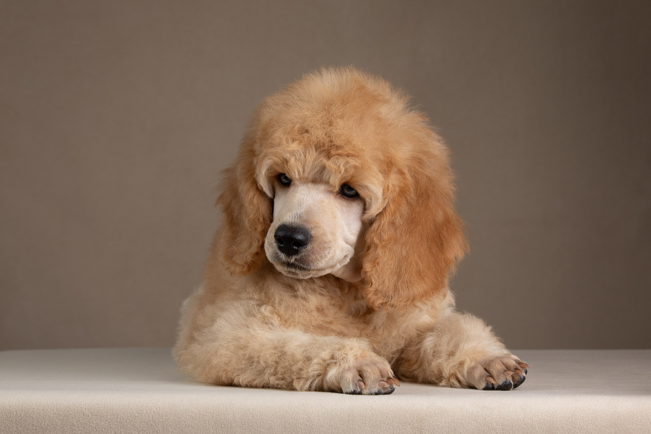 Фотосессия для щенков пуделя с выездом в Щербинку. Фотограф-анималист в Москве и Московской области Татьяна Фролова