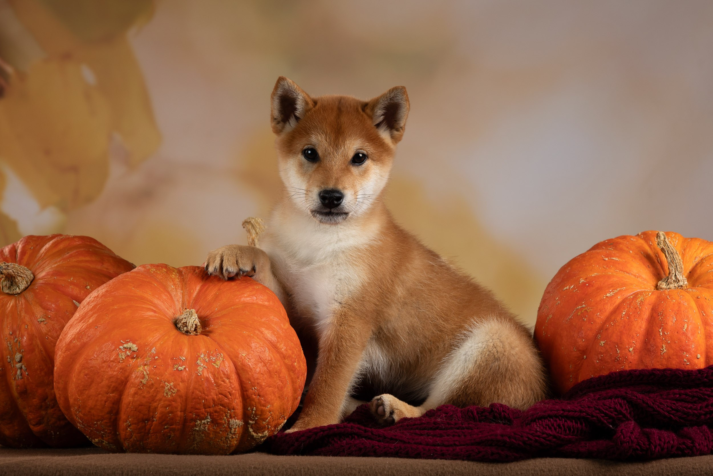 Съемка щенков на продажу с искусственным светом. Фотограф-анималист в Москве и Московской области Татьяна Фролова