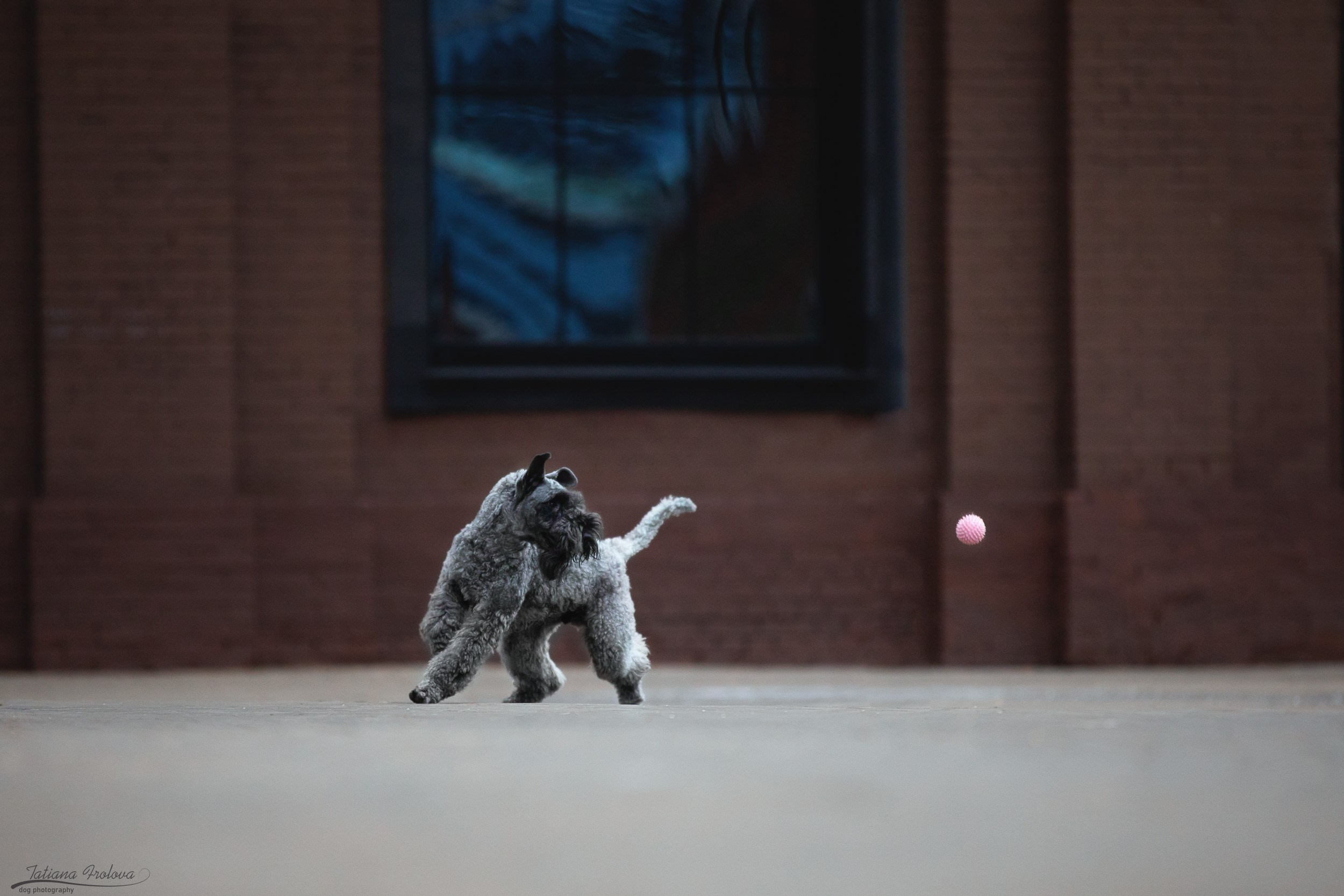 Городская съемка в стиле лайфстайл. Фотограф-анималист в Москве и Московской области Татьяна Фролова