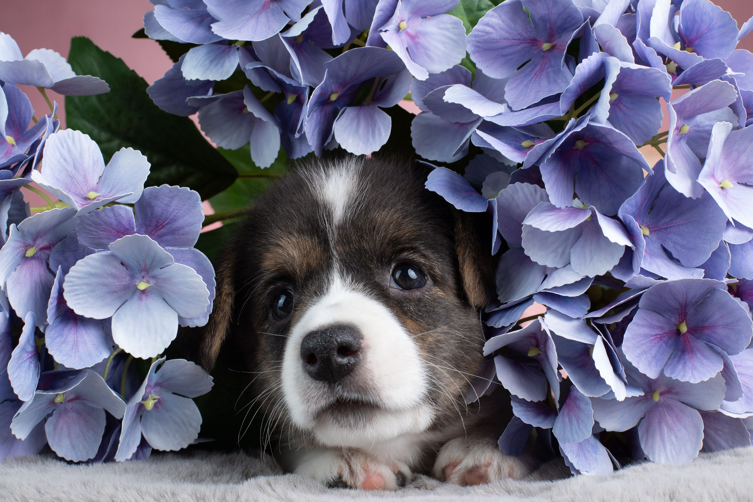Съемка щенков на розовом фоне. Фотограф-анималист в Москве и Московской области Татьяна Фролова