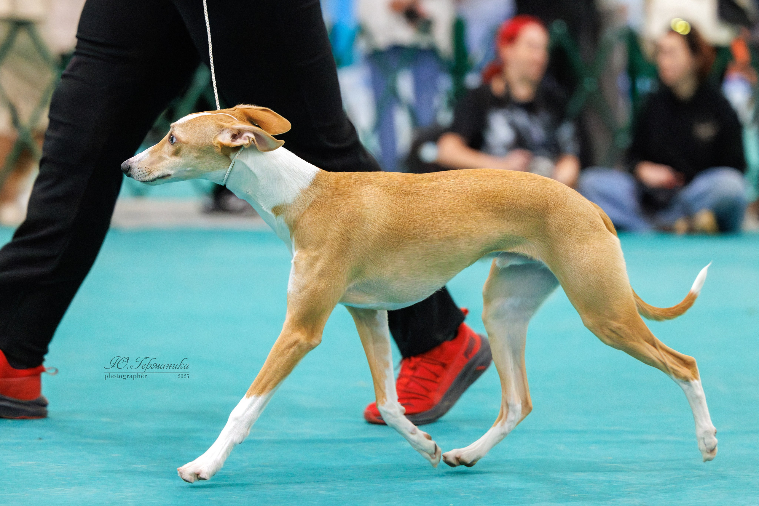 Гран-При 8.02.2025 и Крокус 09.02.2025. Фотограф-анималист Юлия Германика