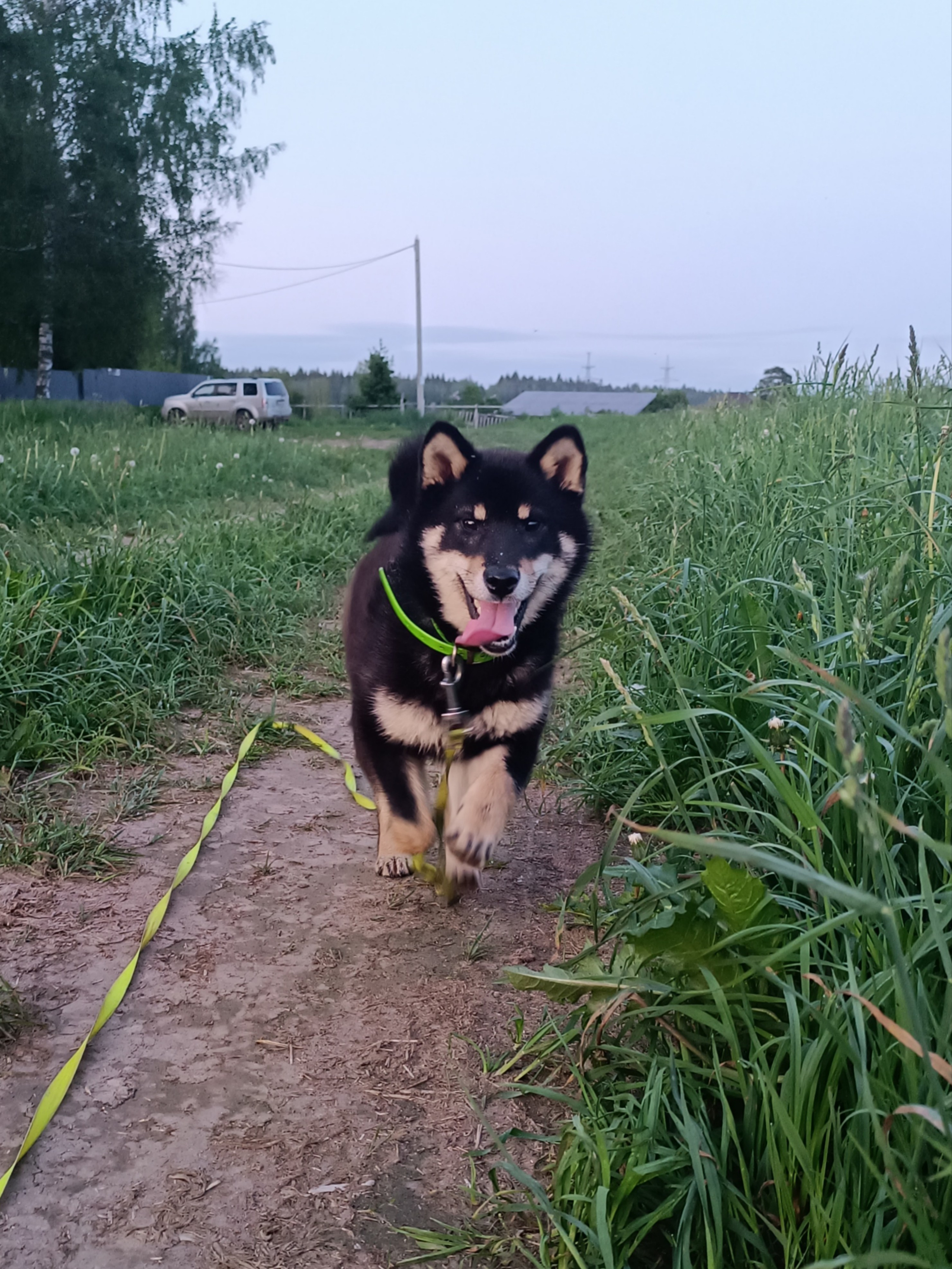 Тáту * Exceligmos Tatsu. Американская акита I Сиба ину I Питомник RUBYLIGHT