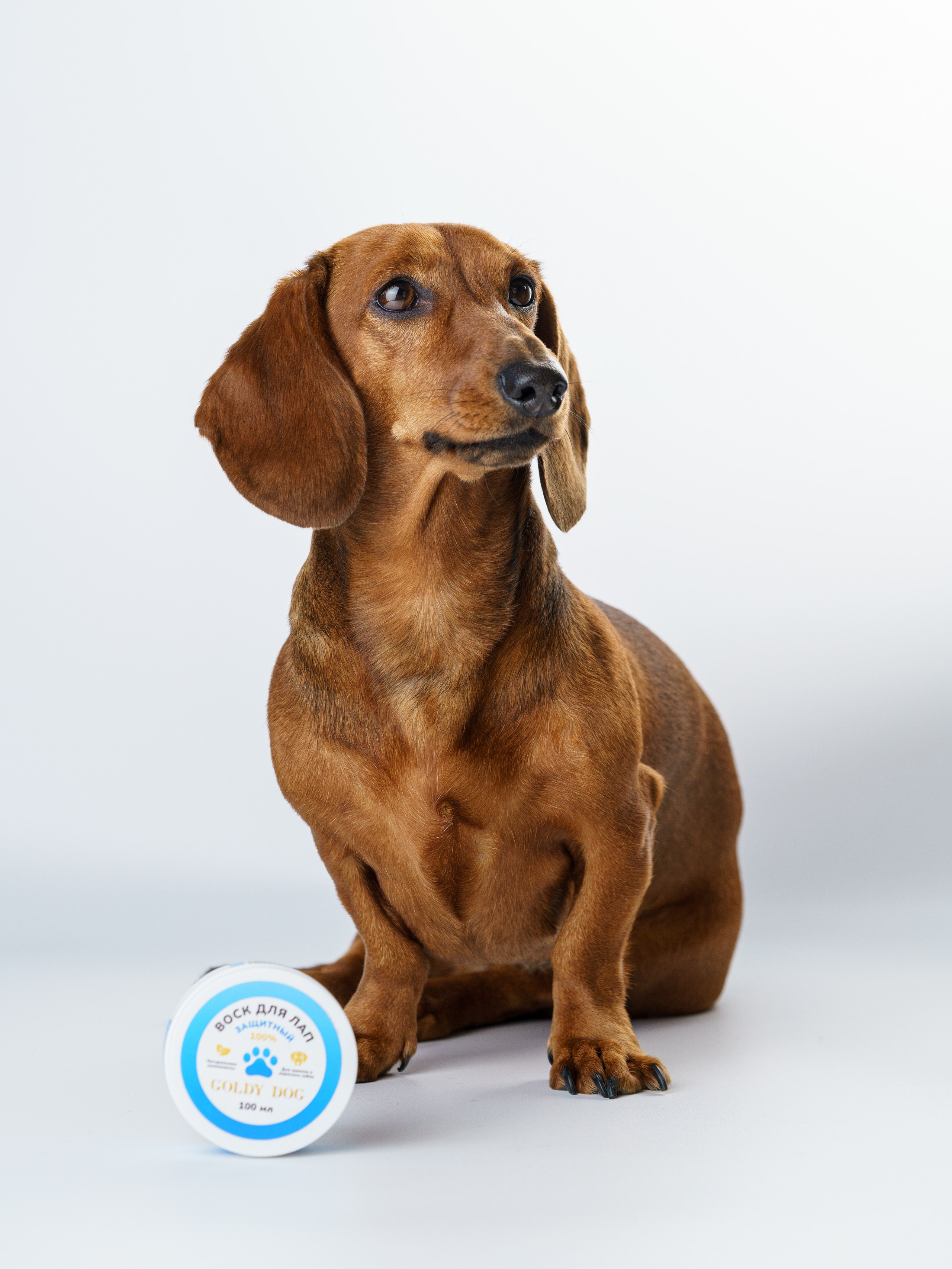 Съемки с животными. КЕД Студия-контент агентство полного цикла СПБ. Создаём фото, видео и контент, который помогает брендам и селлерам продавать больше