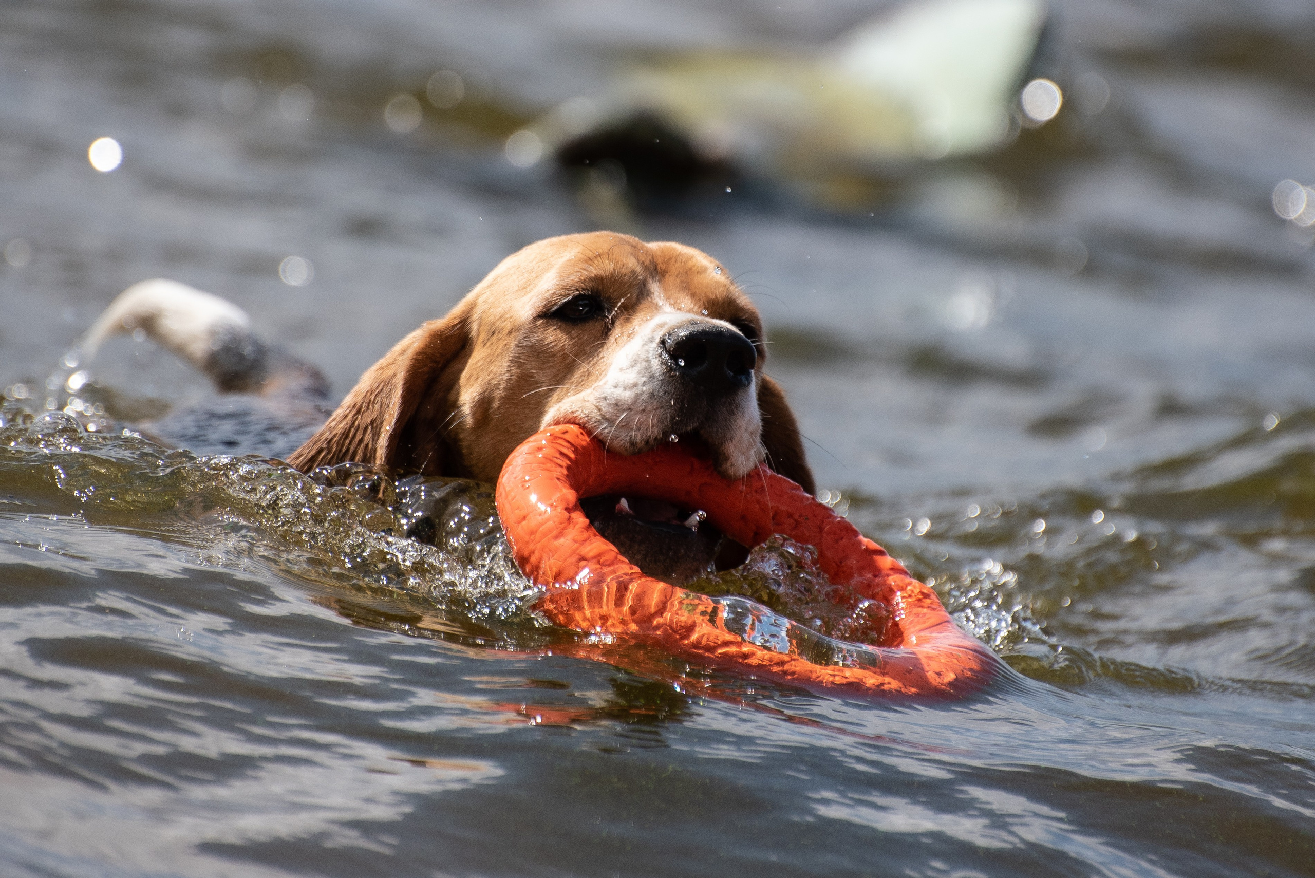 Всплеск эмоций 2023 Кинологический фестиваль. Фотограф Макс Огурцов в Нижнем Новгороде