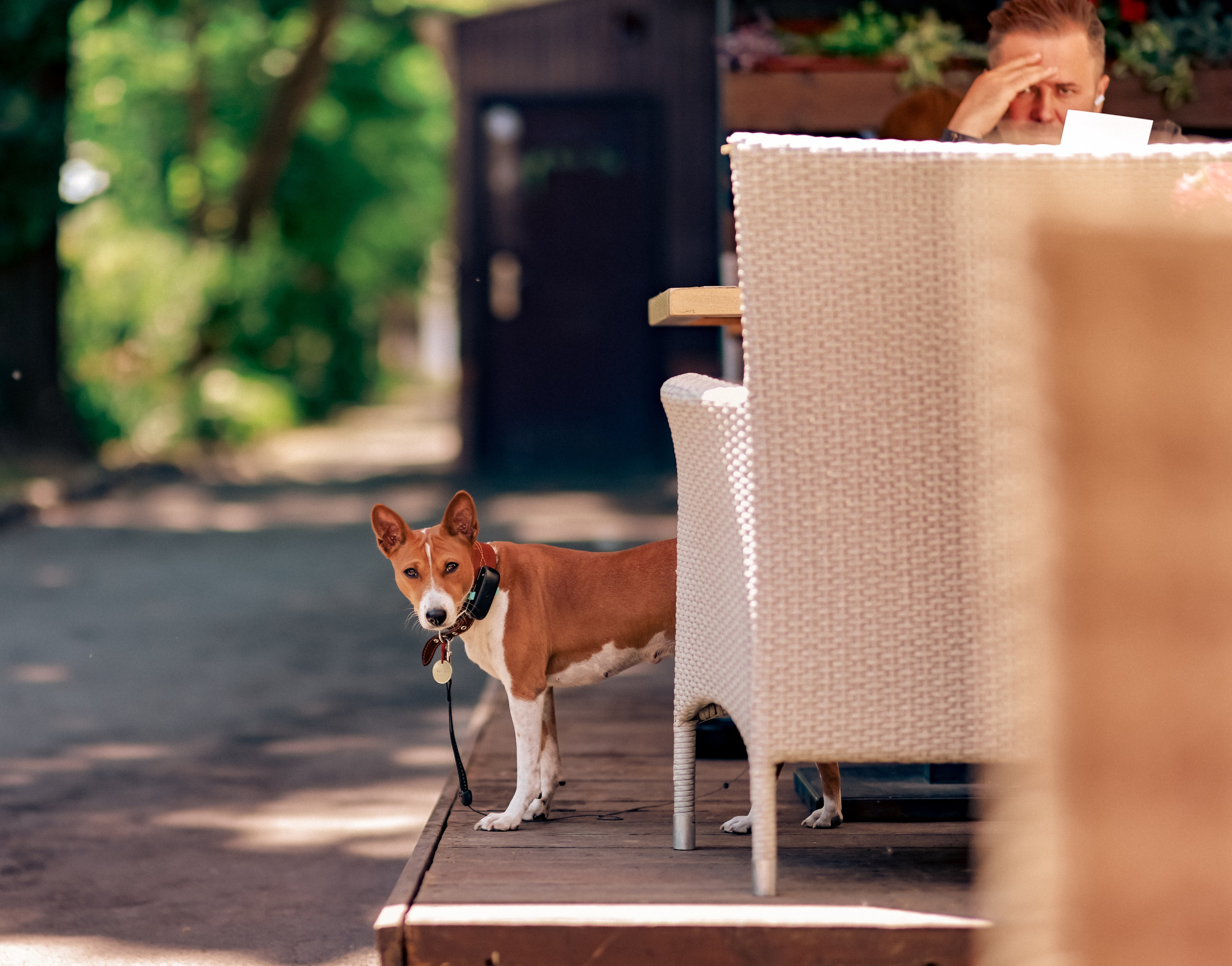 Собачки на улицах городов. Фотограф репортажей и стритфотосессий в Москве Людмила Смирнова