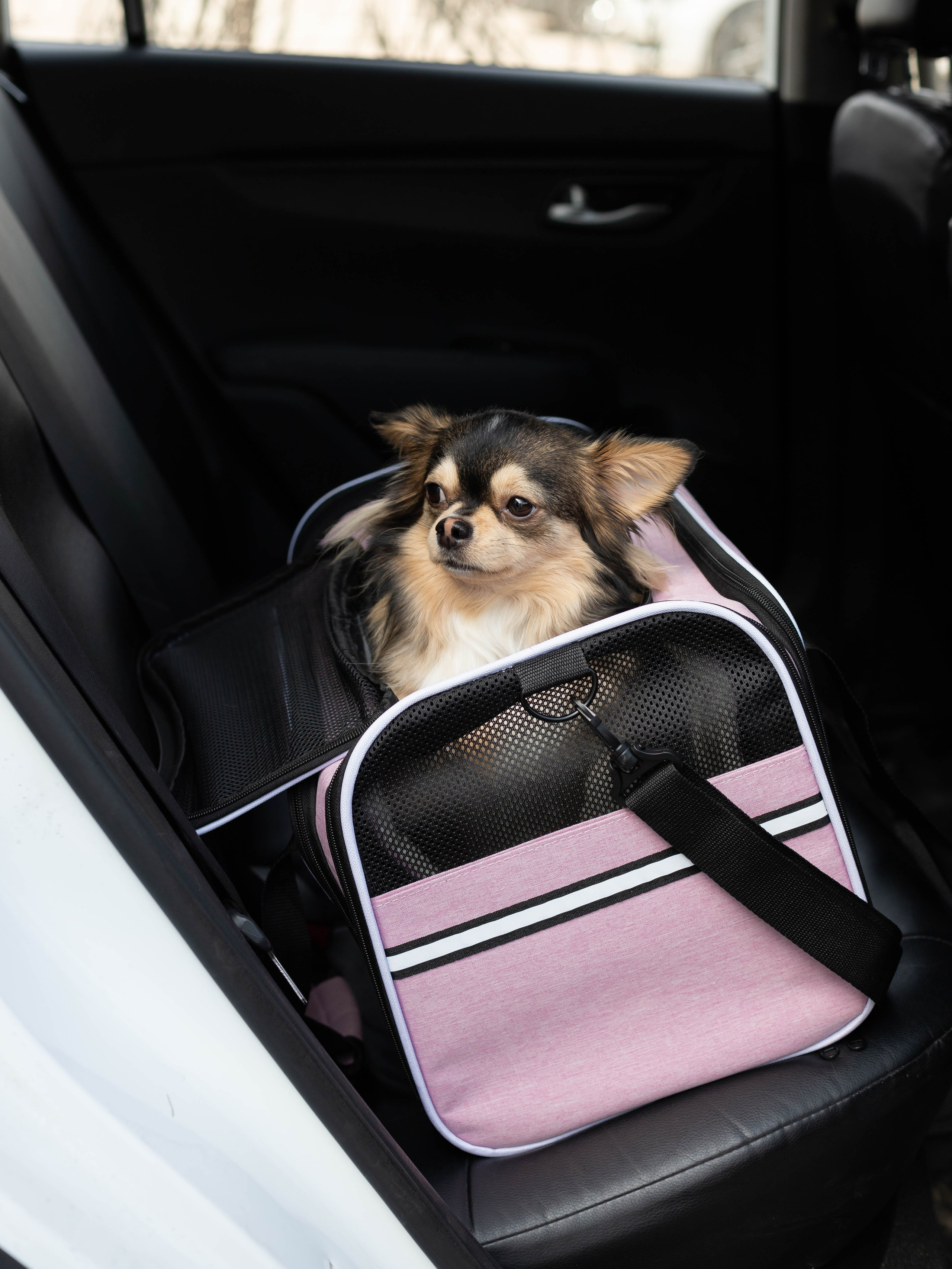 Переноска для питомца. Коммерческий фотограф в Санкт-Петербурге (СПб) Екатерина Панчёха, Панчёшка