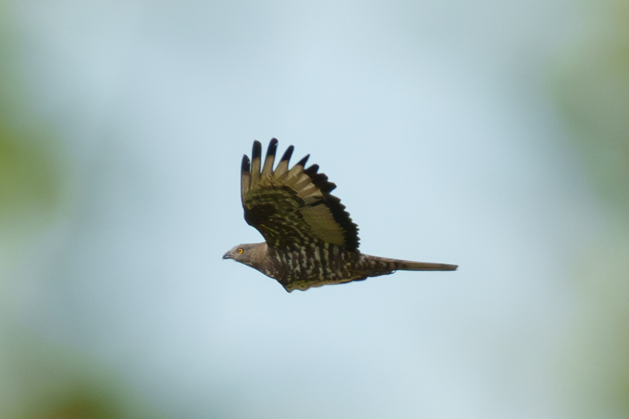 Удивительные мир птиц. Вокруг нас столько прекрасного — присмотритесь!. Ваш личный фотограф Марина Волкова