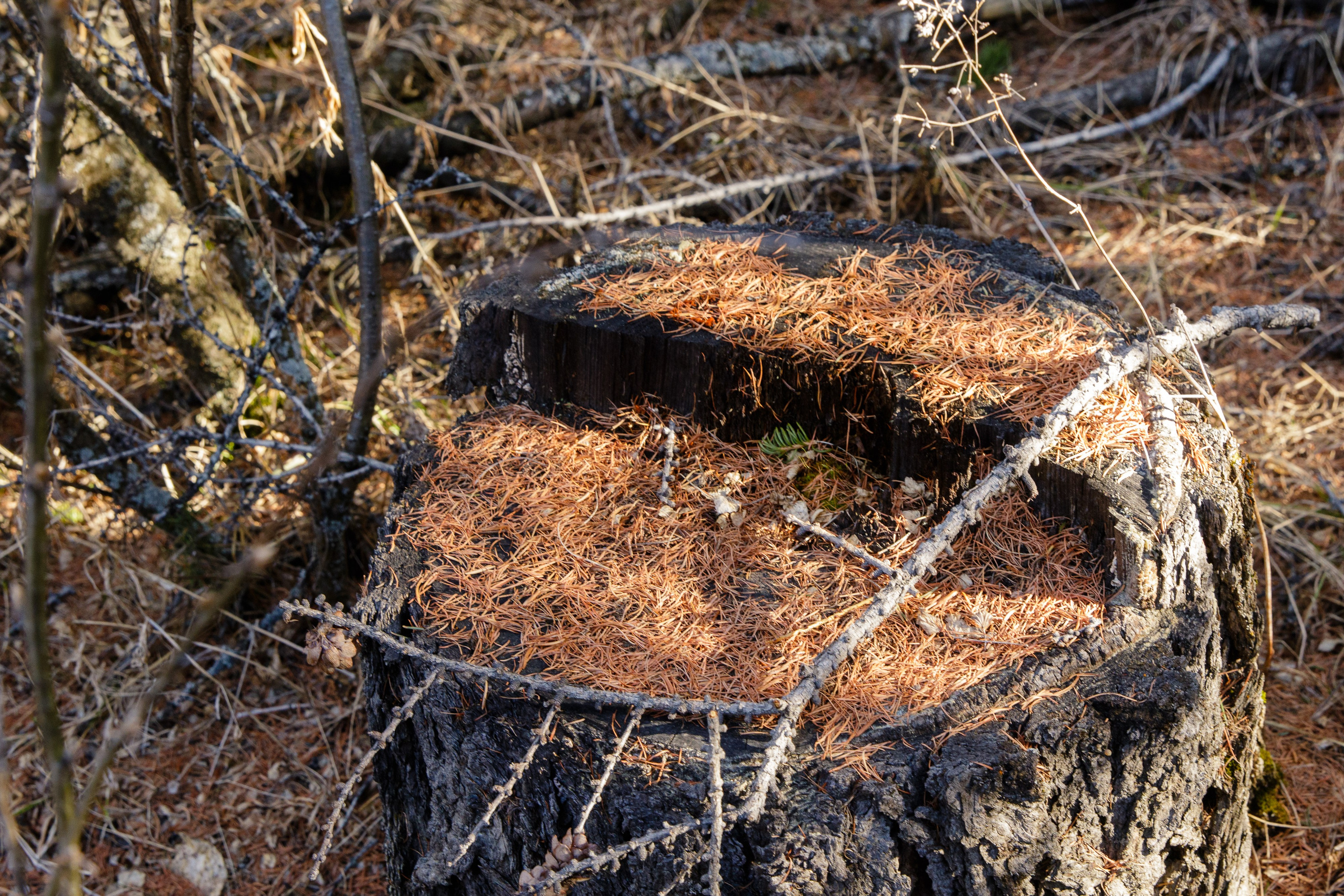 Горный Алтай. Фотограф Кирилл Мешков Кемерово