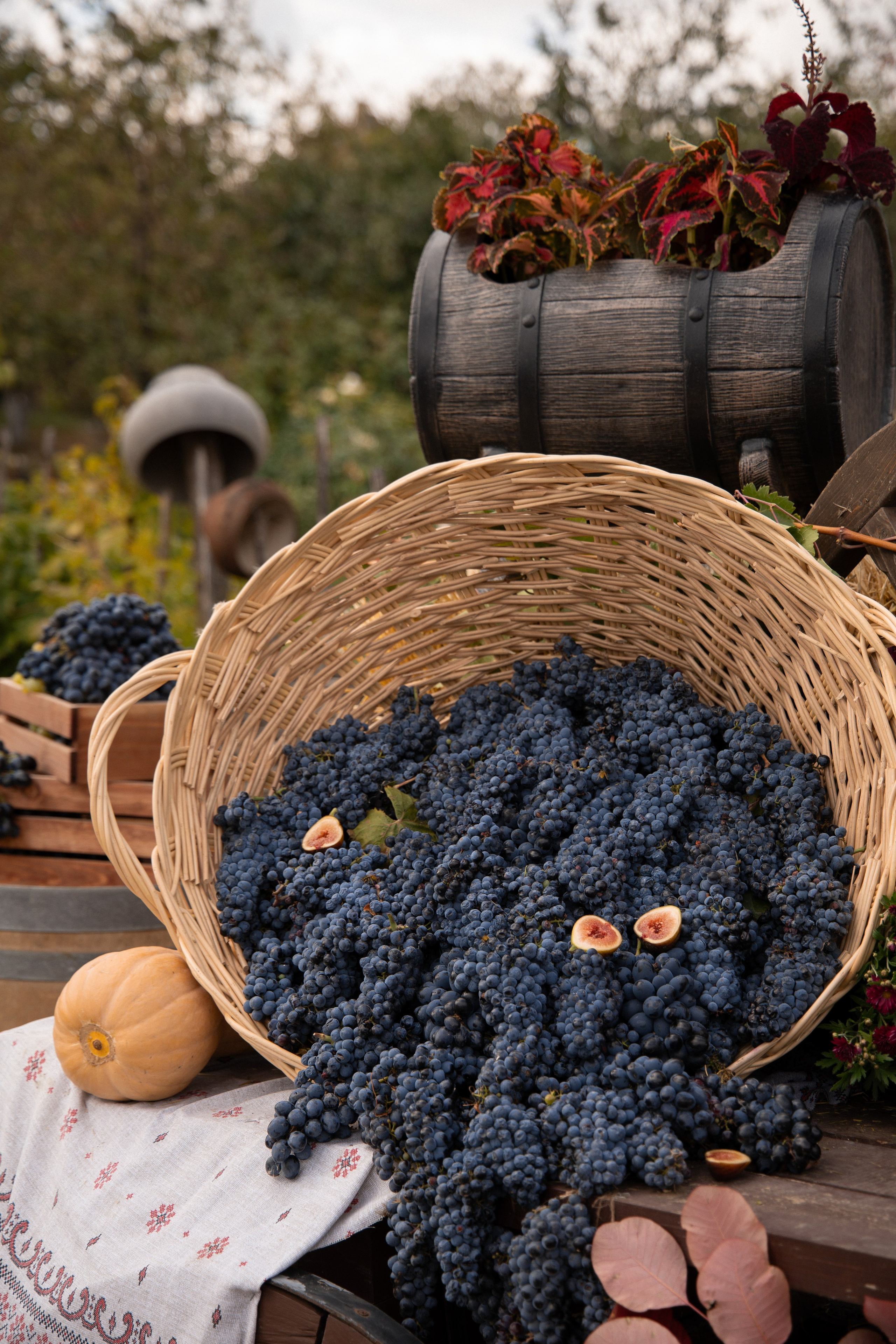 «Красностопъ Золотовский» третий винный фестиваль. Анна Рышкевич