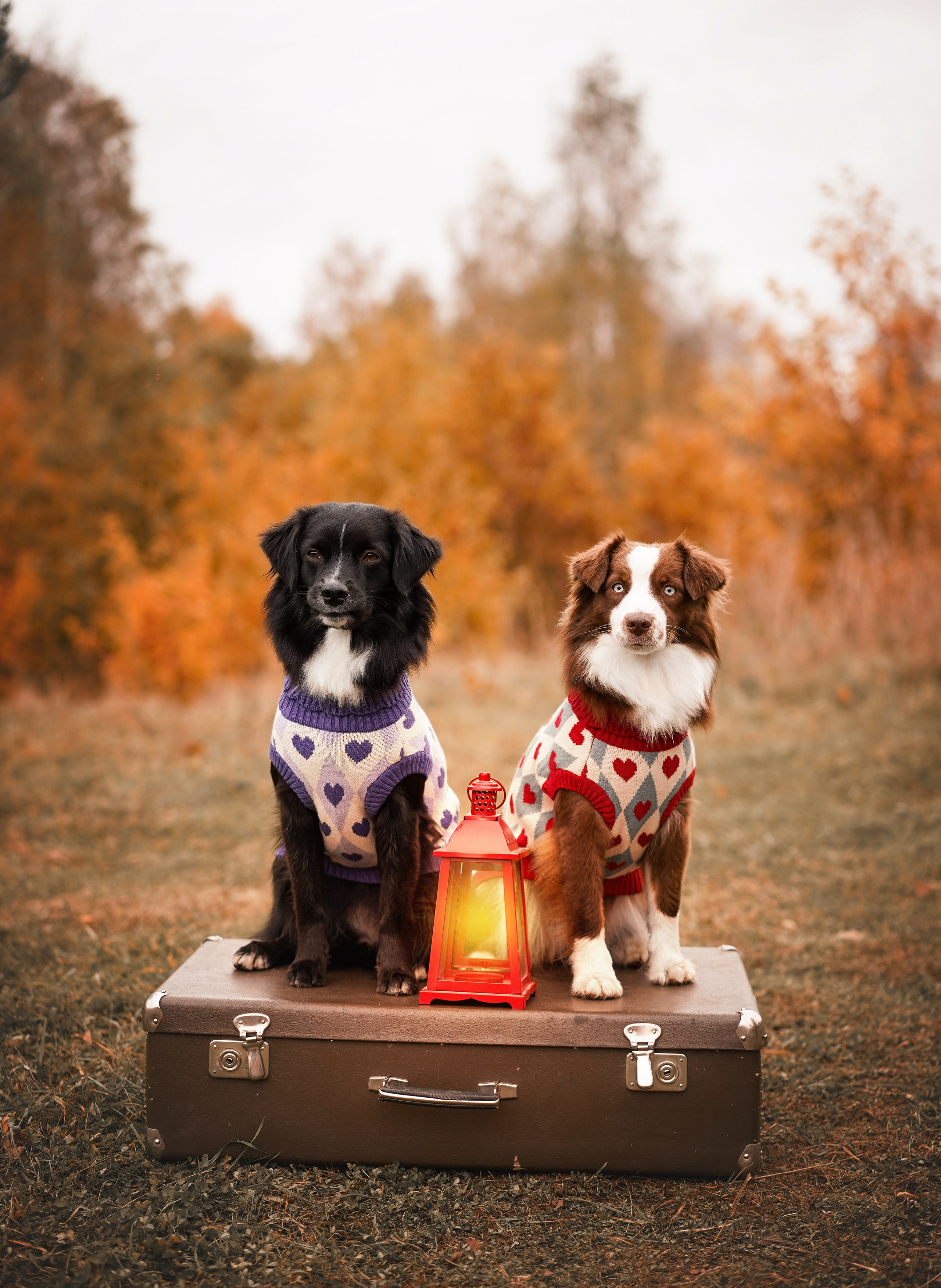 Фотодень Хэллоуин 2025. Фотограф-анималист в Санкт-Петербурге Яна Мартынова