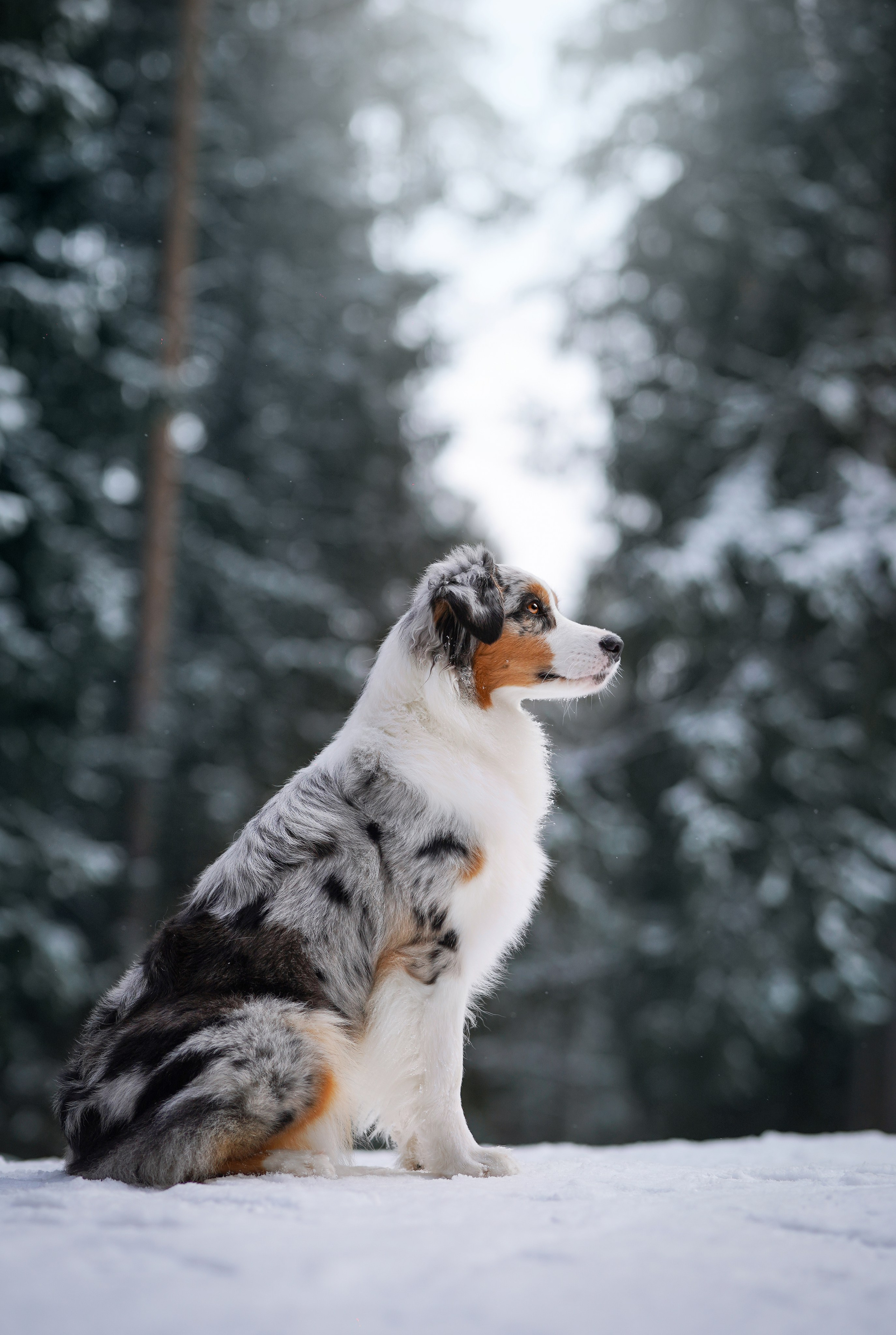 Ирина и Кайса. Фотограф-анималист в Санкт-Петербурге Яна Мартынова
