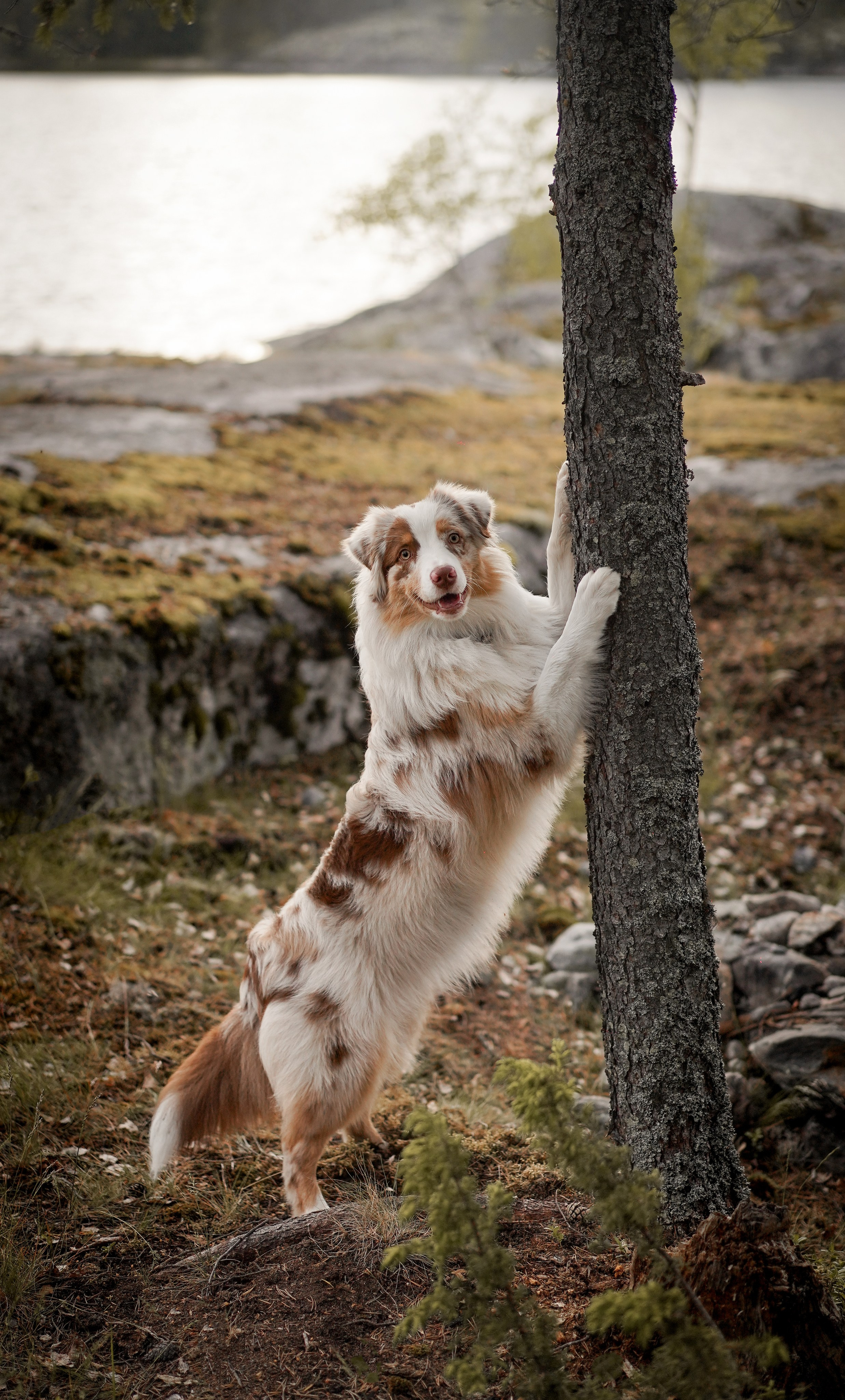 Панда и Юни в Карелии. Фотограф-анималист в Санкт-Петербурге Яна Мартынова