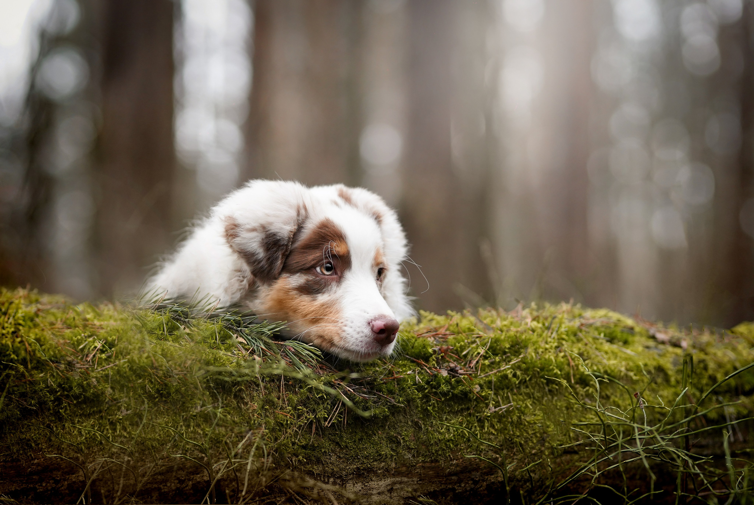 Панда и Эста. Фотограф-анималист в Санкт-Петербурге Яна Мартынова