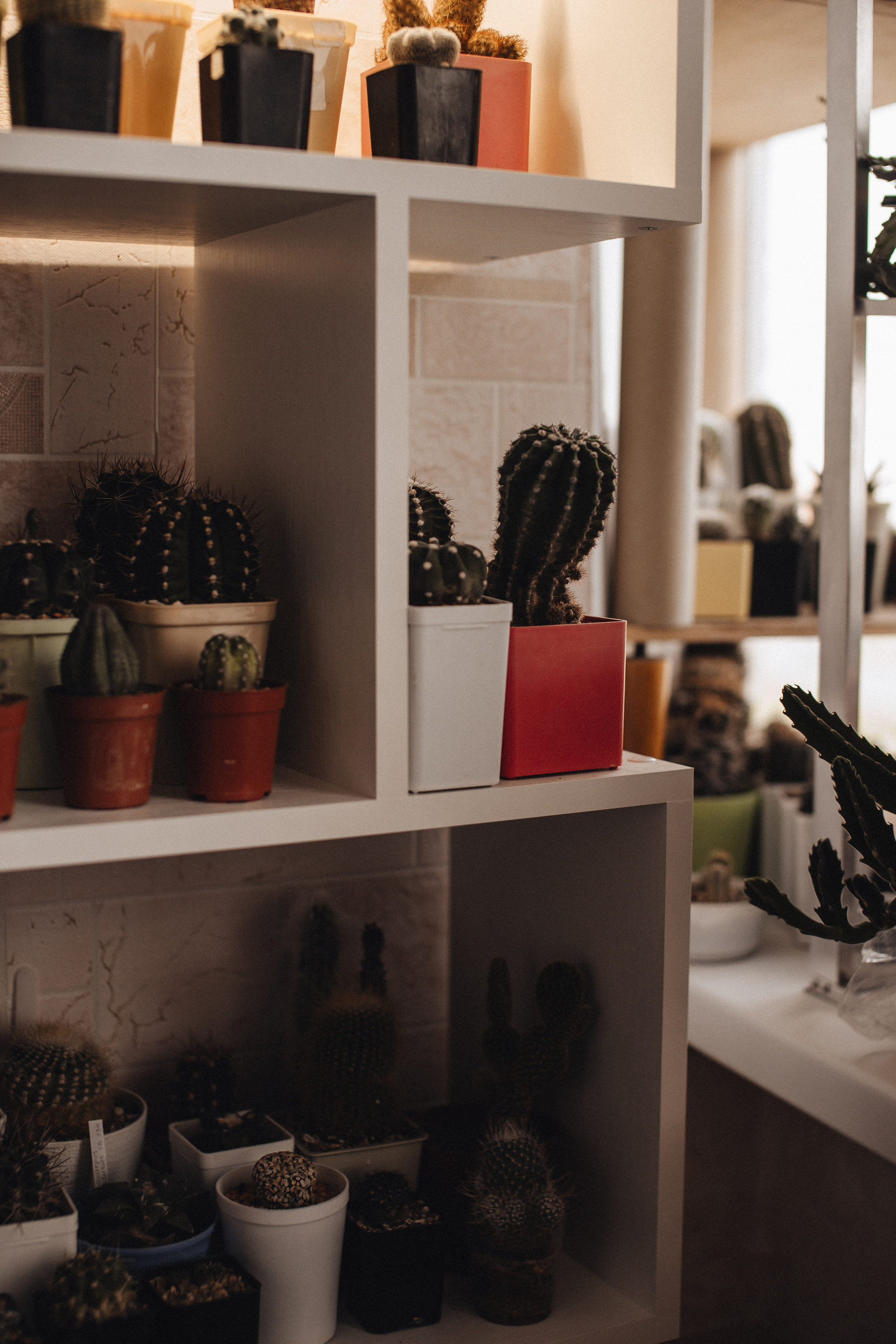 В гостях у Гордея, Даши и Егора. Семейный и свадебный фотограф в Саратове Евангелина Штах