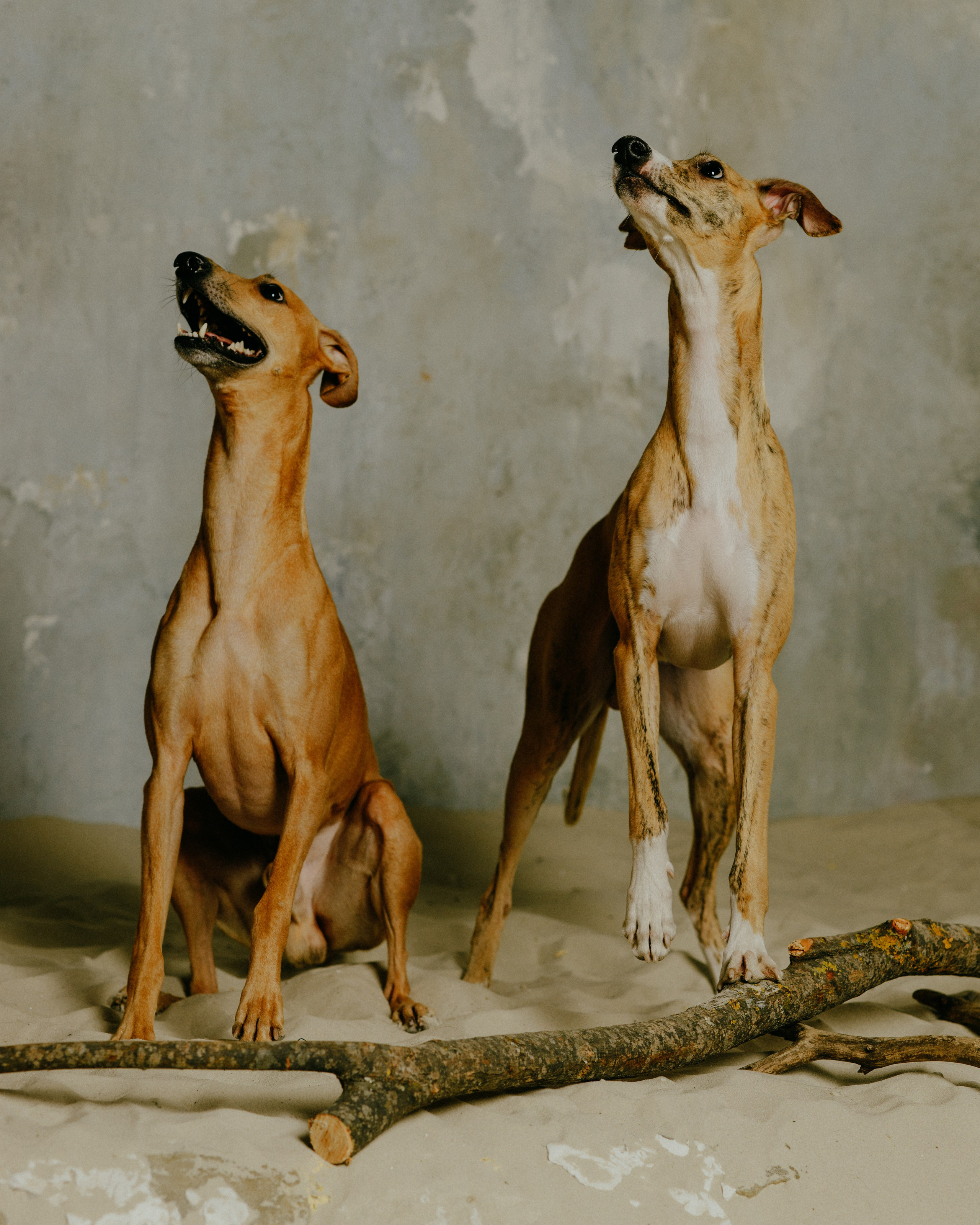 Рислинг и Асти. Анна Самохина. Фотограф. Москва