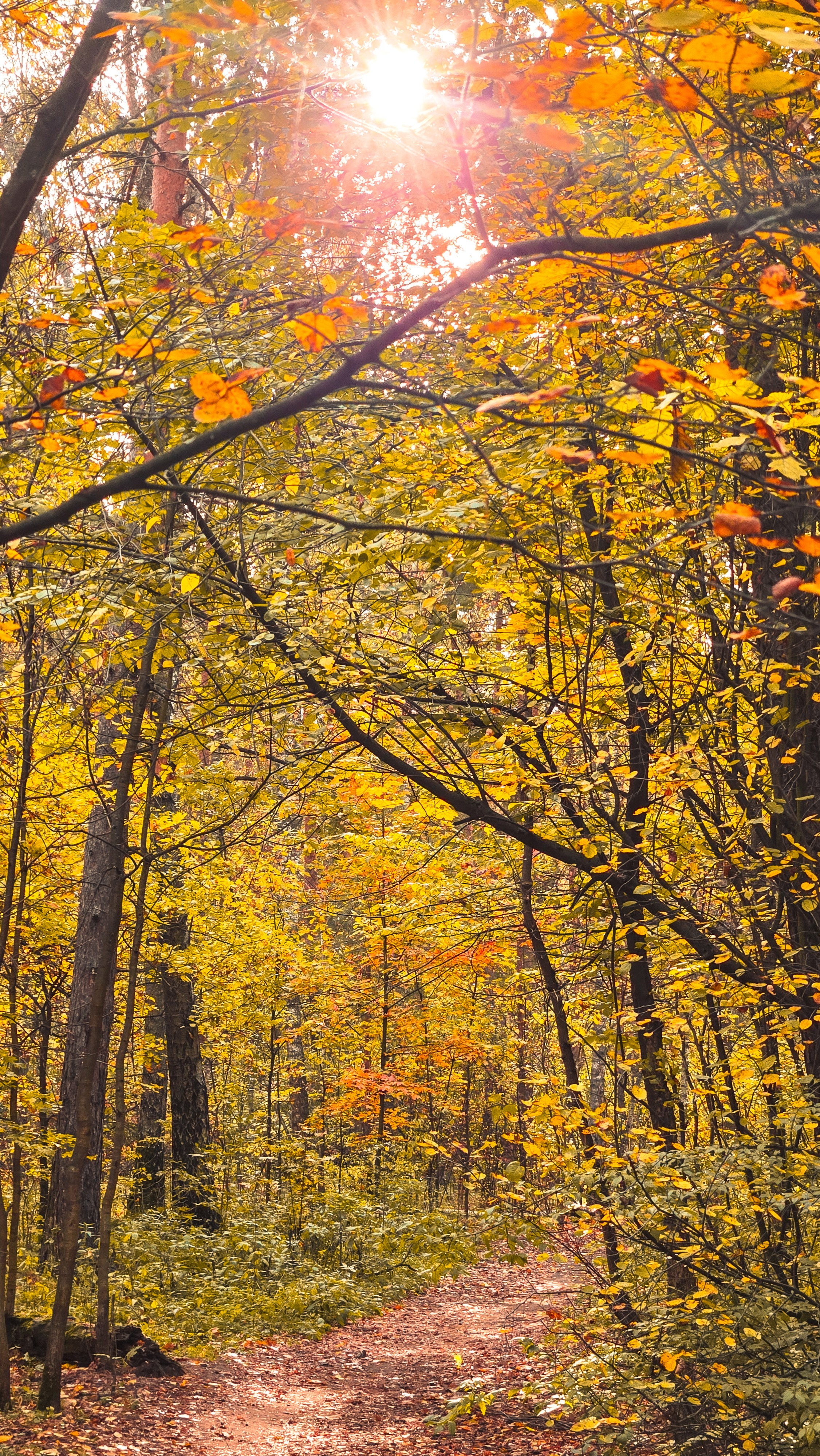 5 вёрст Наташинский 4 октября 2025. Роман Капилюшов. Бег. Фото. Видео. г. Люберцы