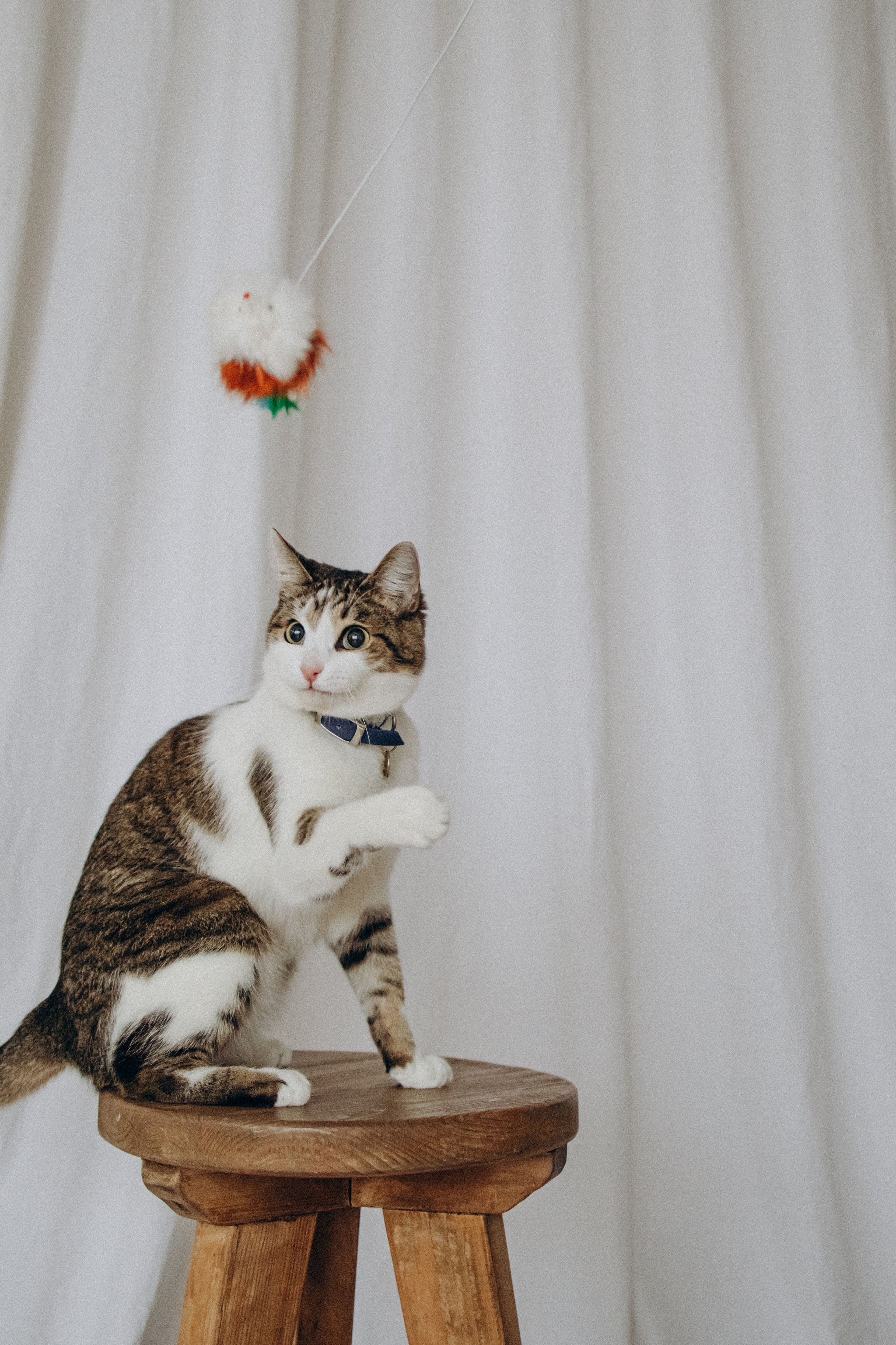 Ксюша и Яша. Фотораф — анималист Мария Шистка