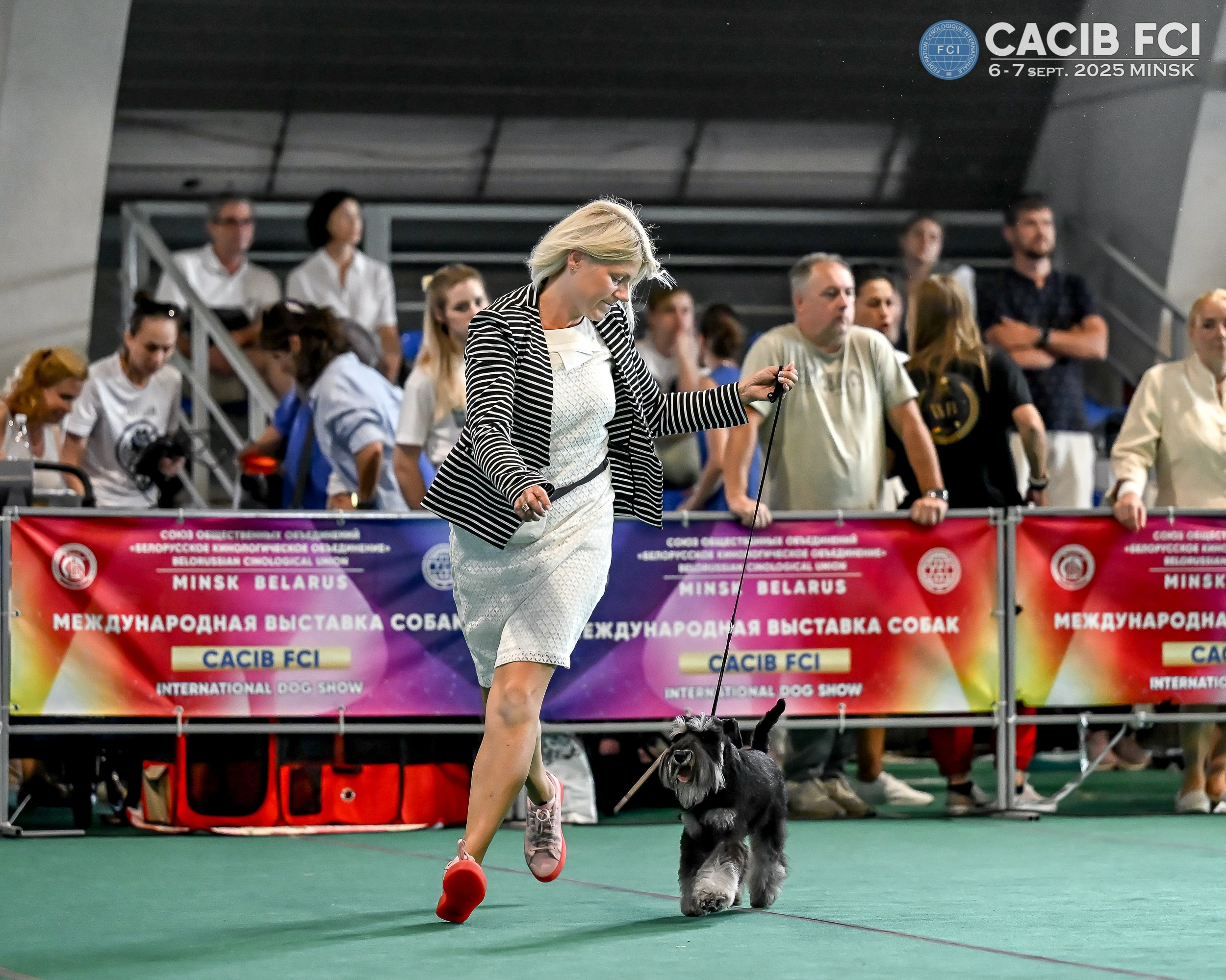 Цафир/ Delinso Balance Сzafir Lumier. Питомник цвергшнауцеров в Беларуси «Делинсо Бэлэнс»