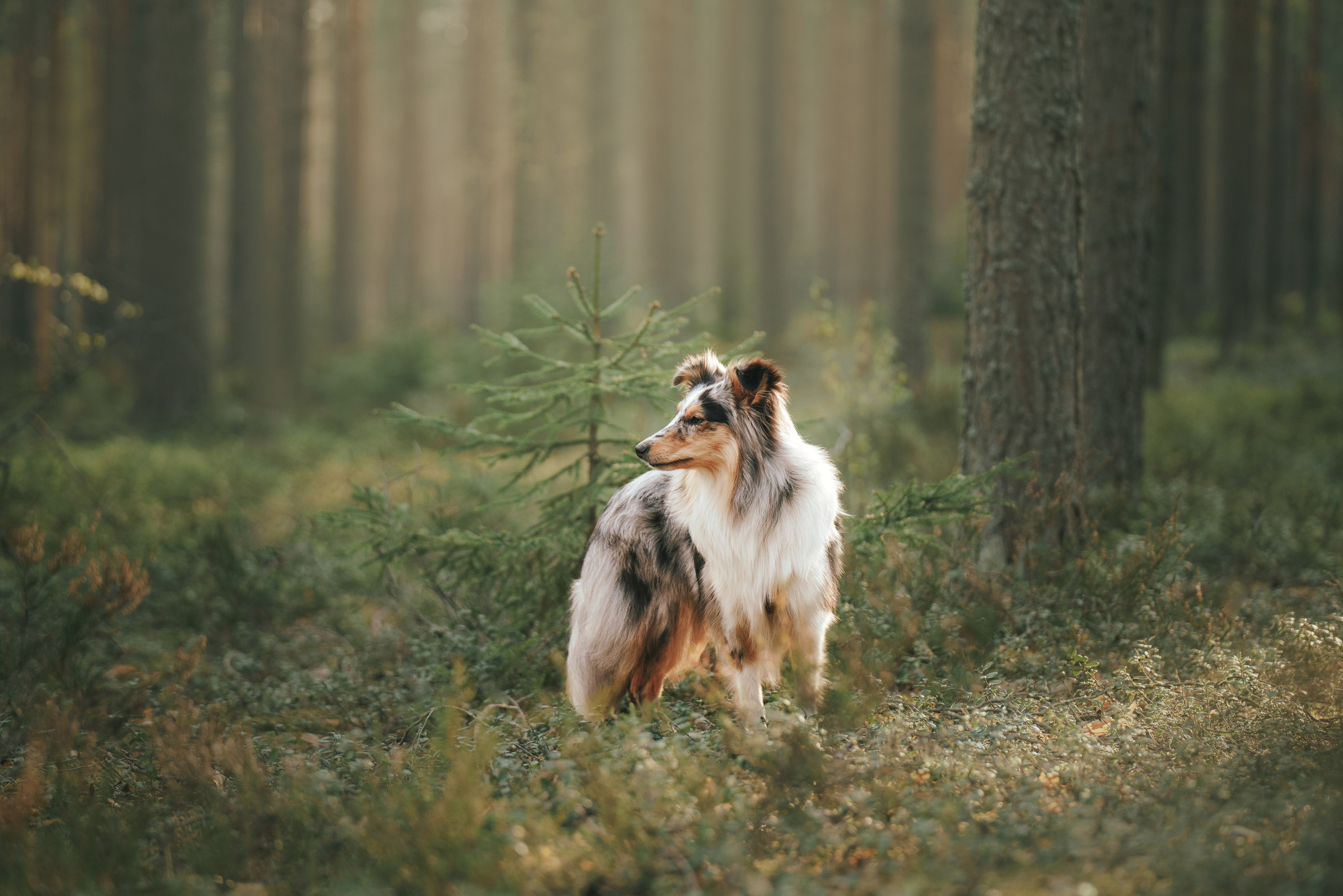Мила и Лейла. Фотограф анималист Осипчикова Мария