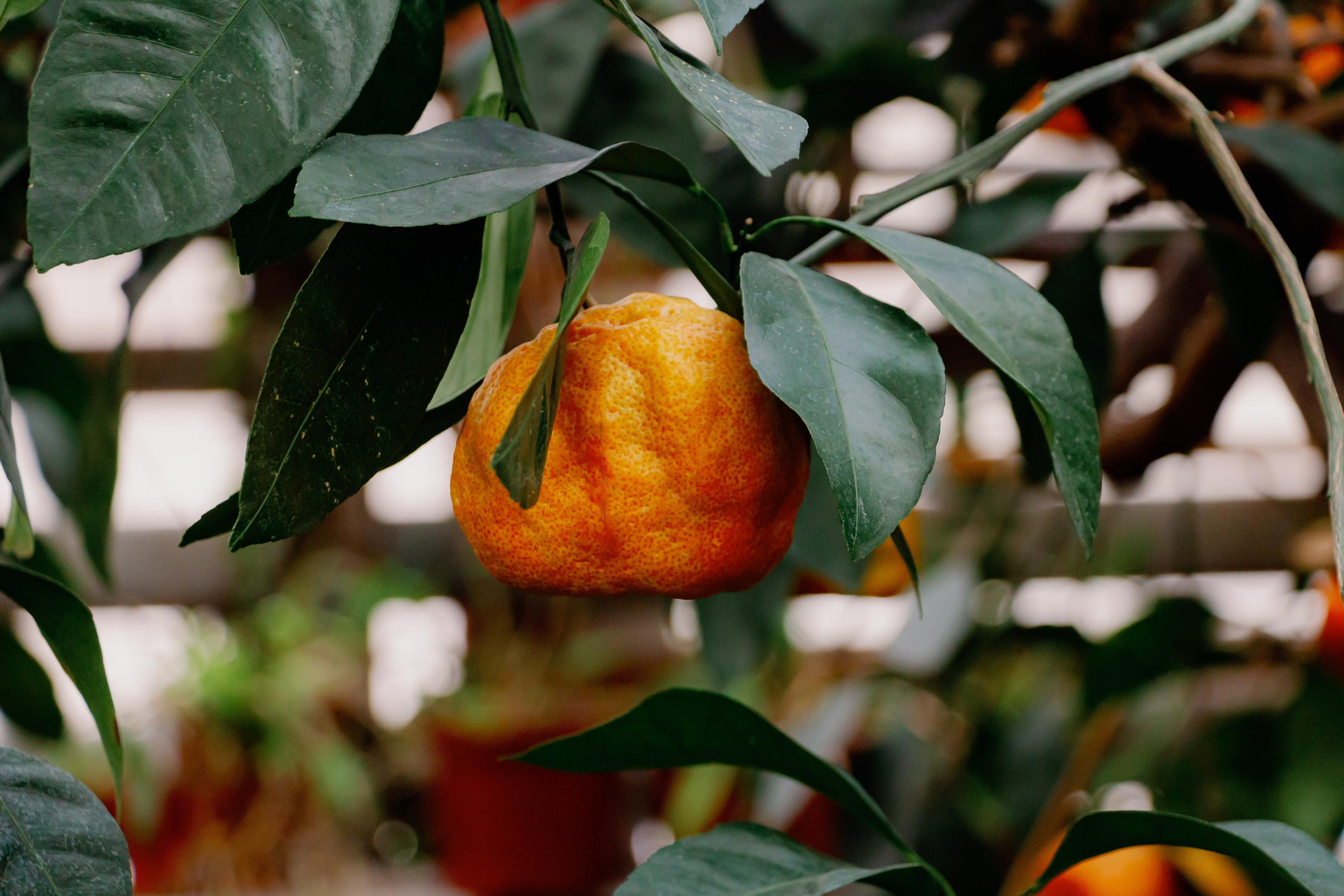 Максим и Александра. Свадебная фотосессия. Фотограф в Екатеринбурге Пойгина Елена