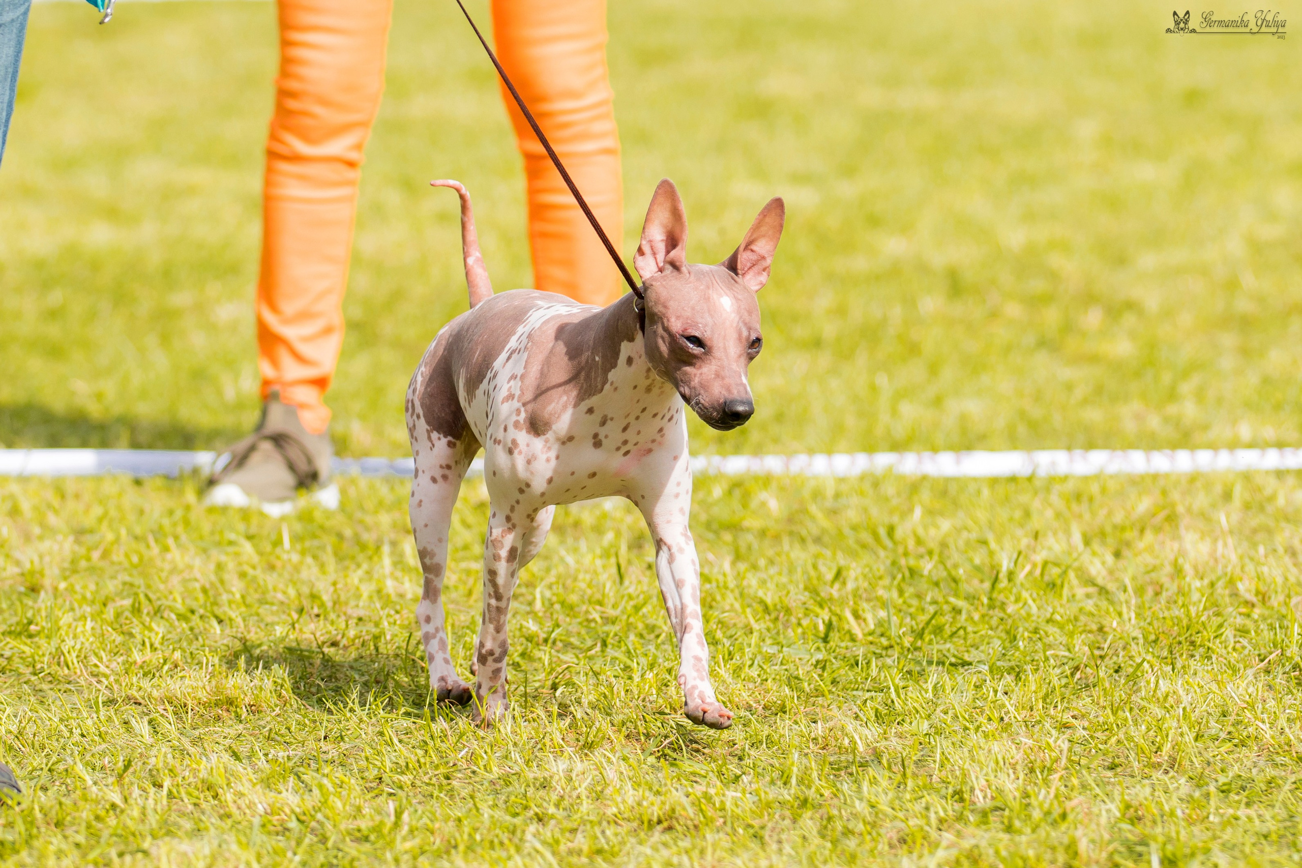 Переславль 9-10.09.2023. Фотограф-анималист Юлия Германика