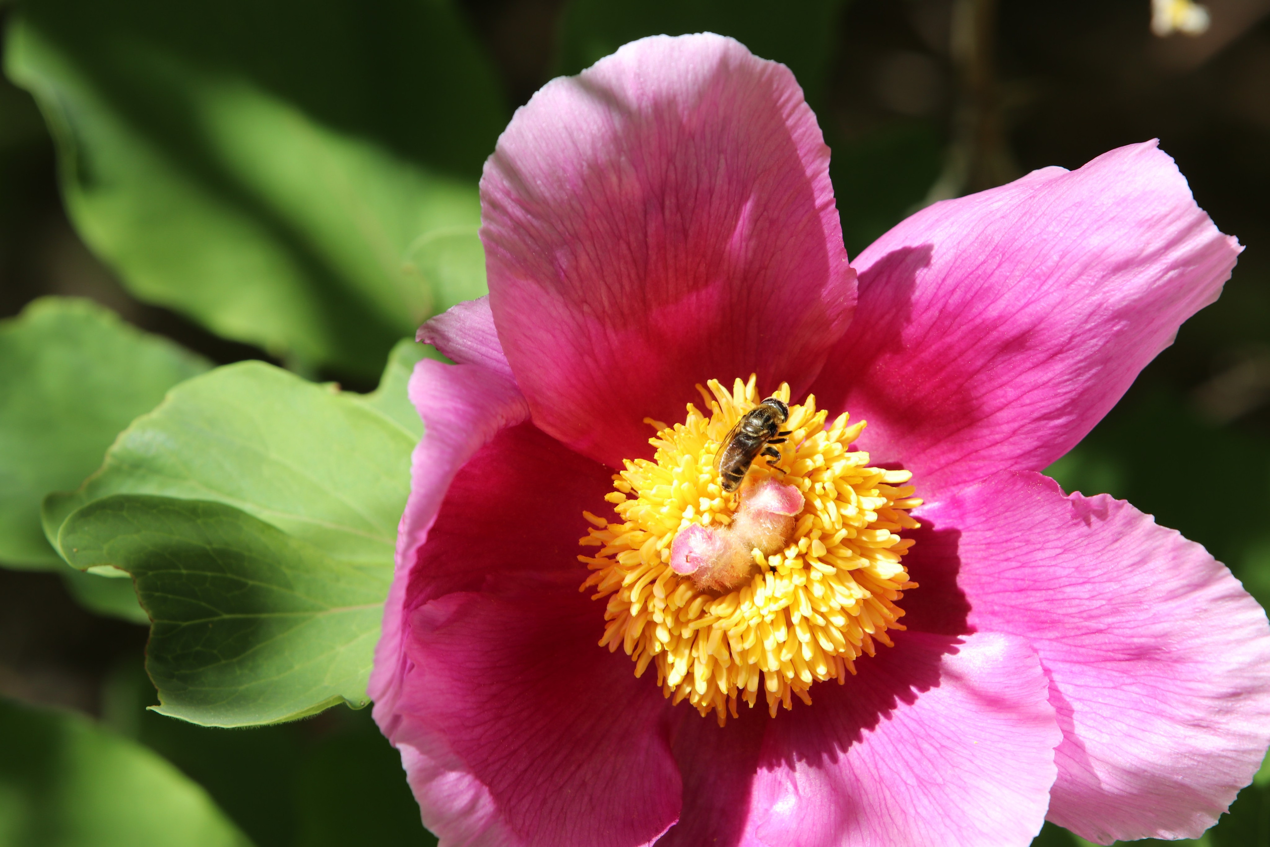 Крым. ЮБК (Севастополь, Кастрополь, Ялта). Май 2023. Путешественник-фотограф из Санкт-Петербурга Татьяна Свистулина