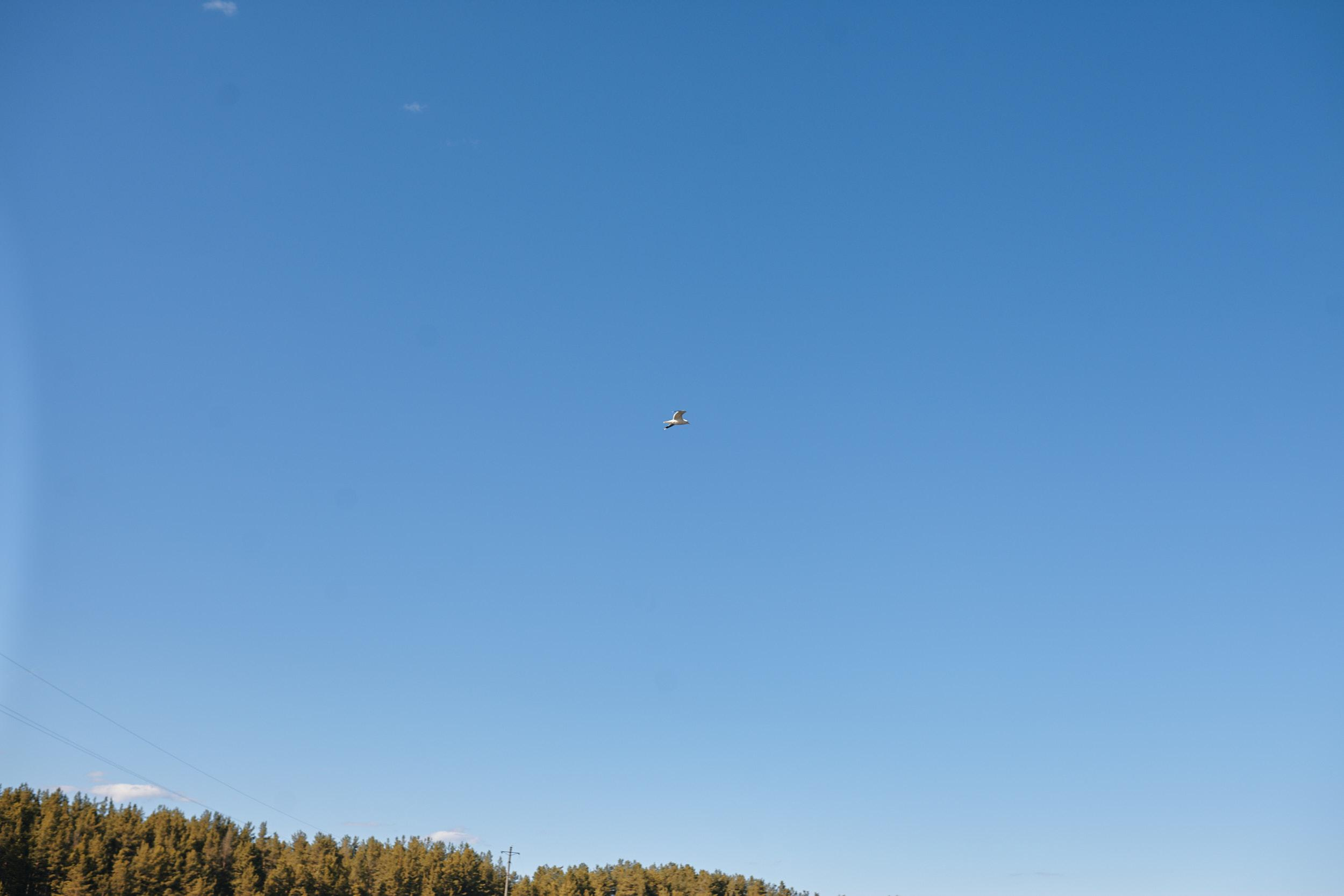 Они женились в пандемию. Свадебный фотограф Санкт-Петербург Ирина Селезнева RmesLOVE