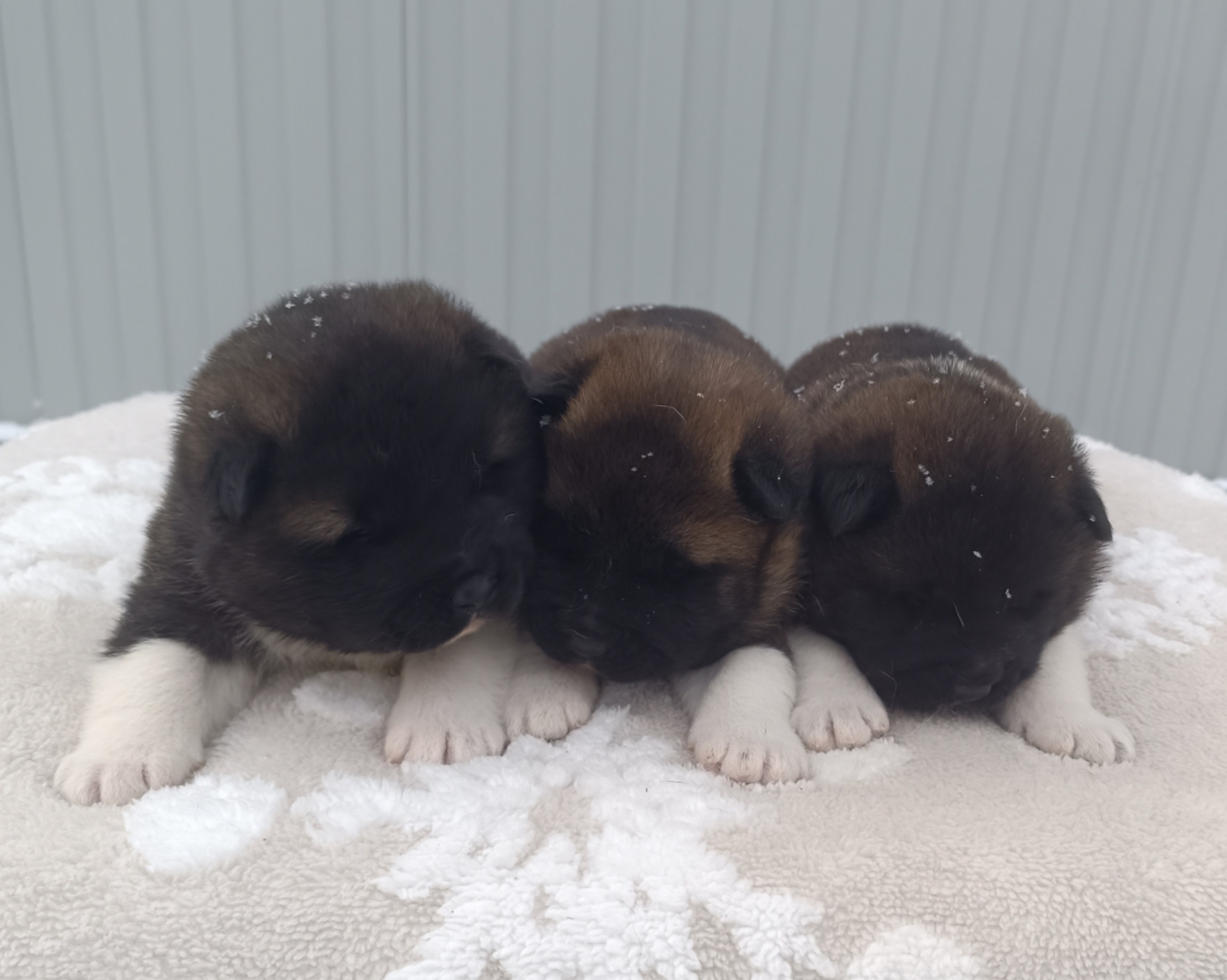 Американская акита  щенки питомник Санкт-Петербург клубные щенки Американская акита питомник RUBYLIGHT Рубилайт купить щенка американской акиты