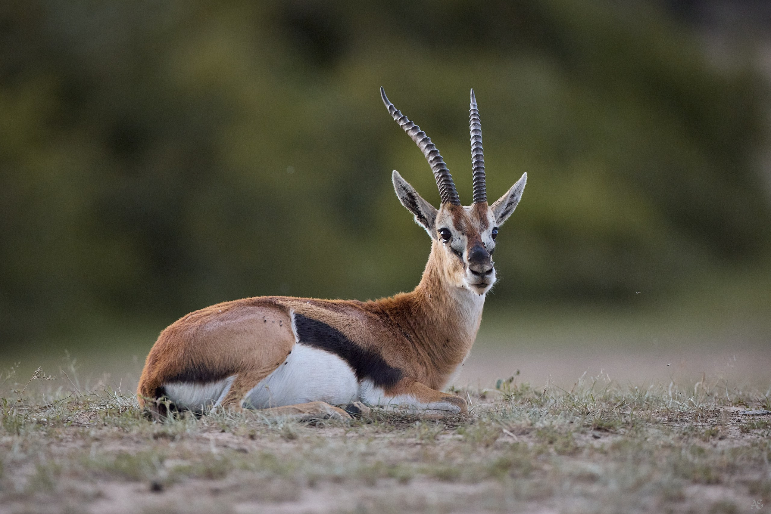 Газель Томпсона