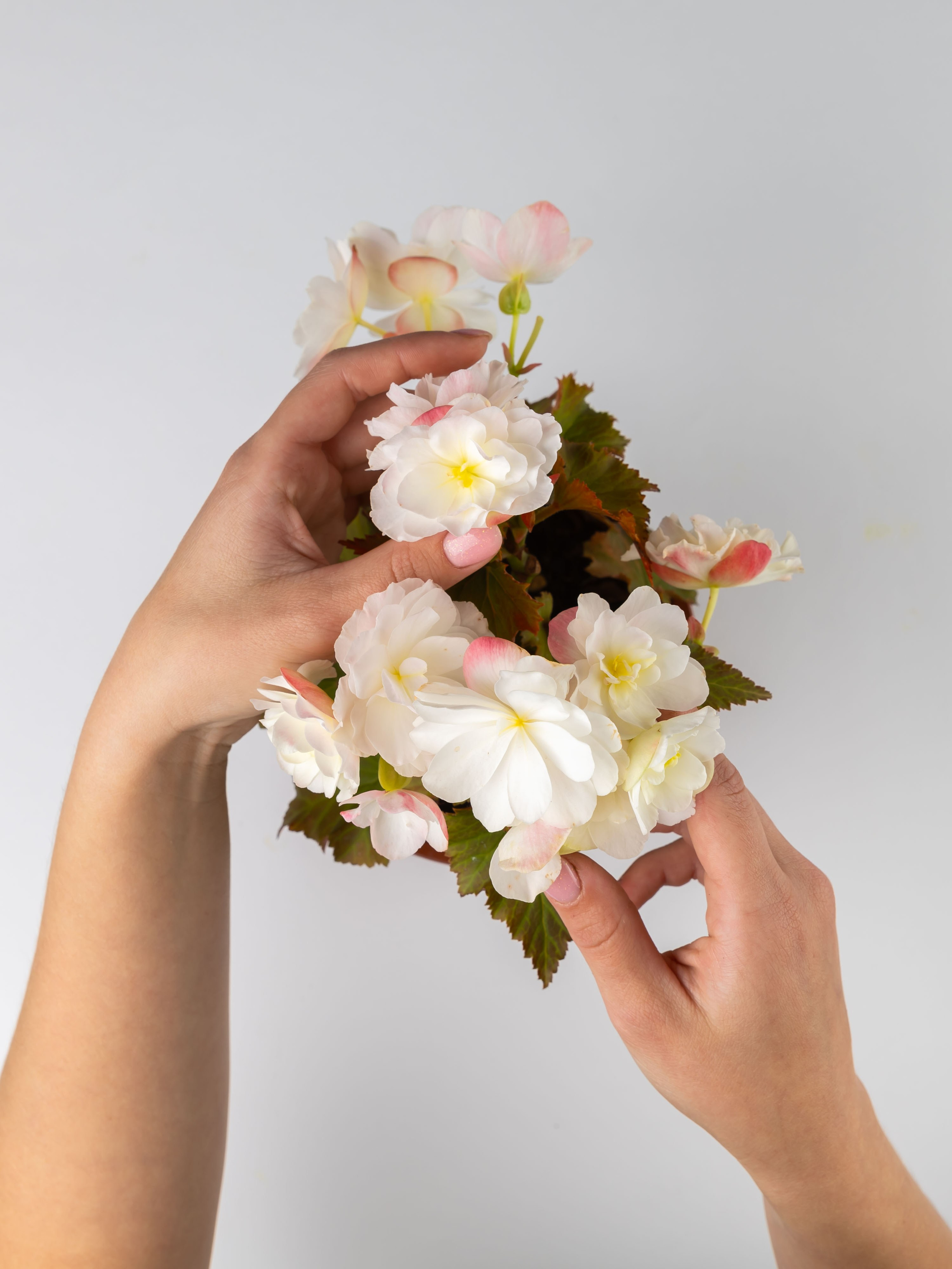 ЦВЕТЫ. ФОТОГРАФ ВИНОГРАДОВА ДАРЬЯ