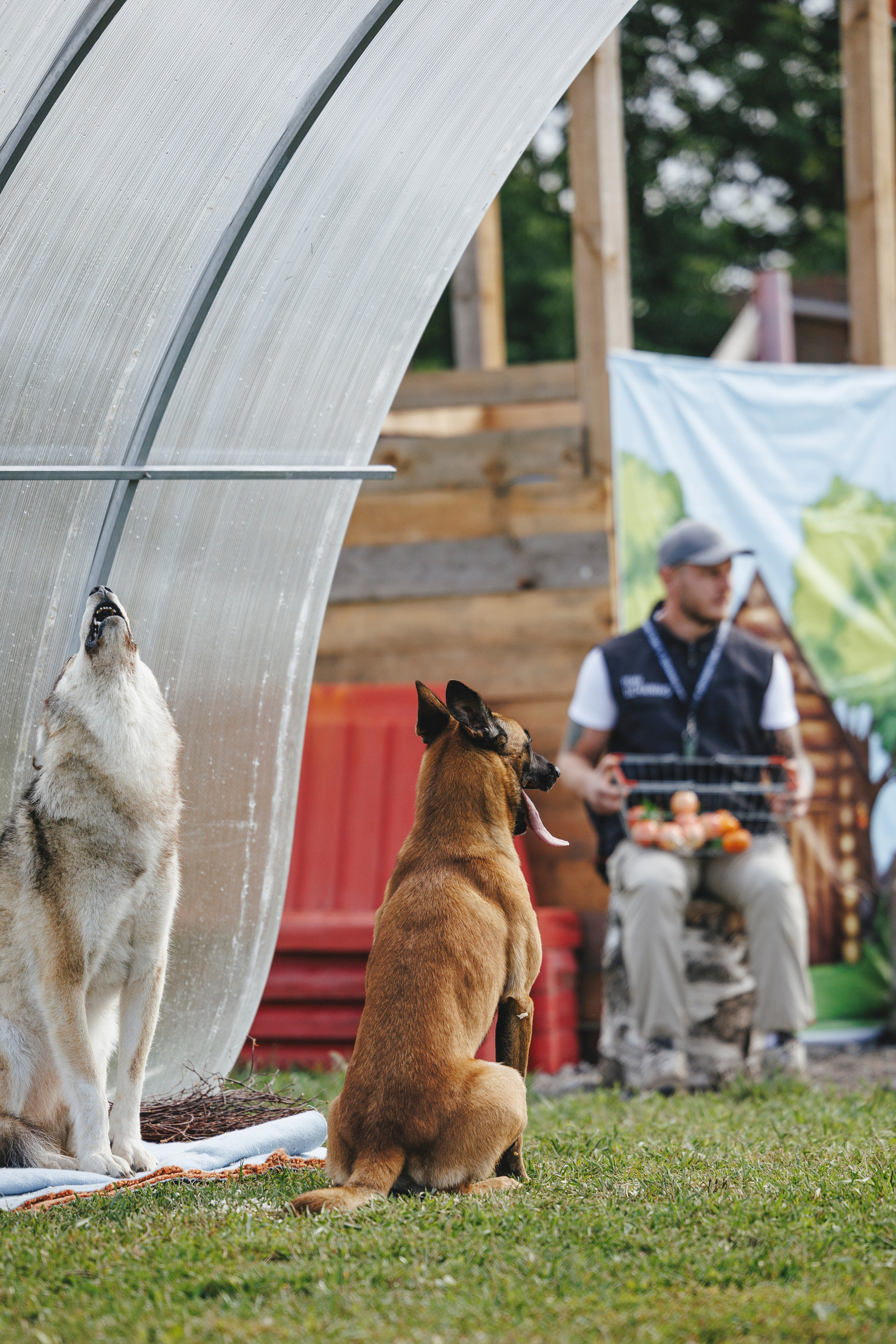 08.08.25-10.08.25 ЧР по мондьорингу г. Вологда. Фотограф-анималист Анна Маринич