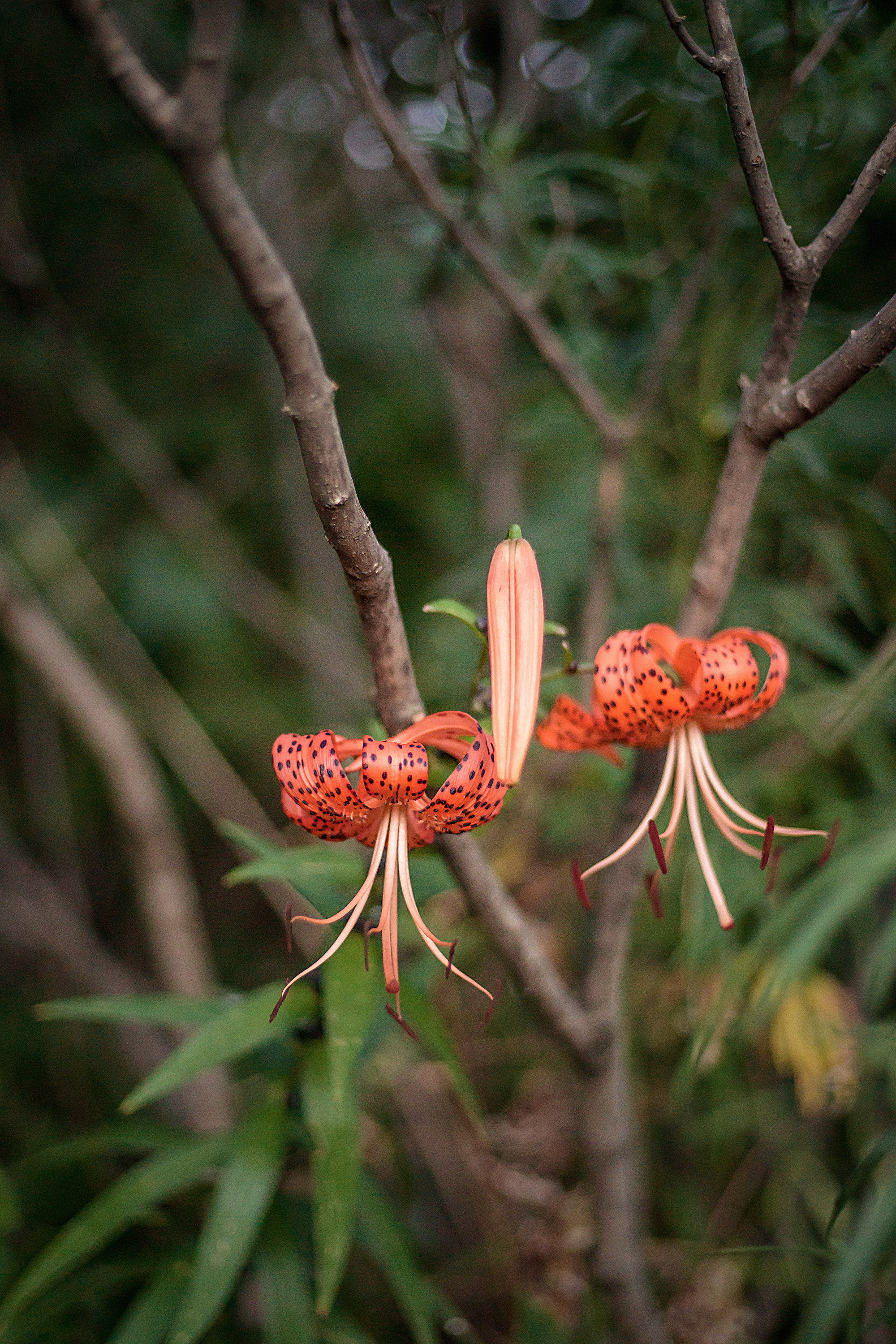 Ботаника. Контент-фотограф в Нижнем Новгороде Антошина Ольга