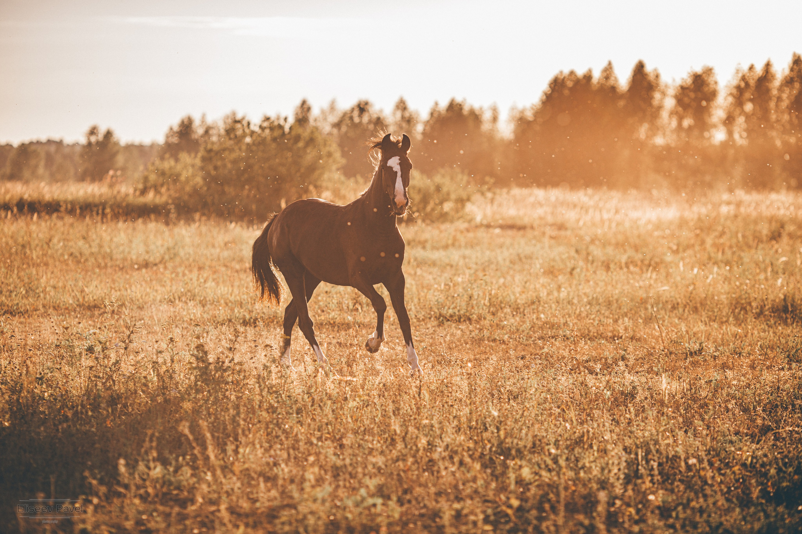 Portraits. Репортажный и свадебный фотограф в Челябинске Елисеев Павел
