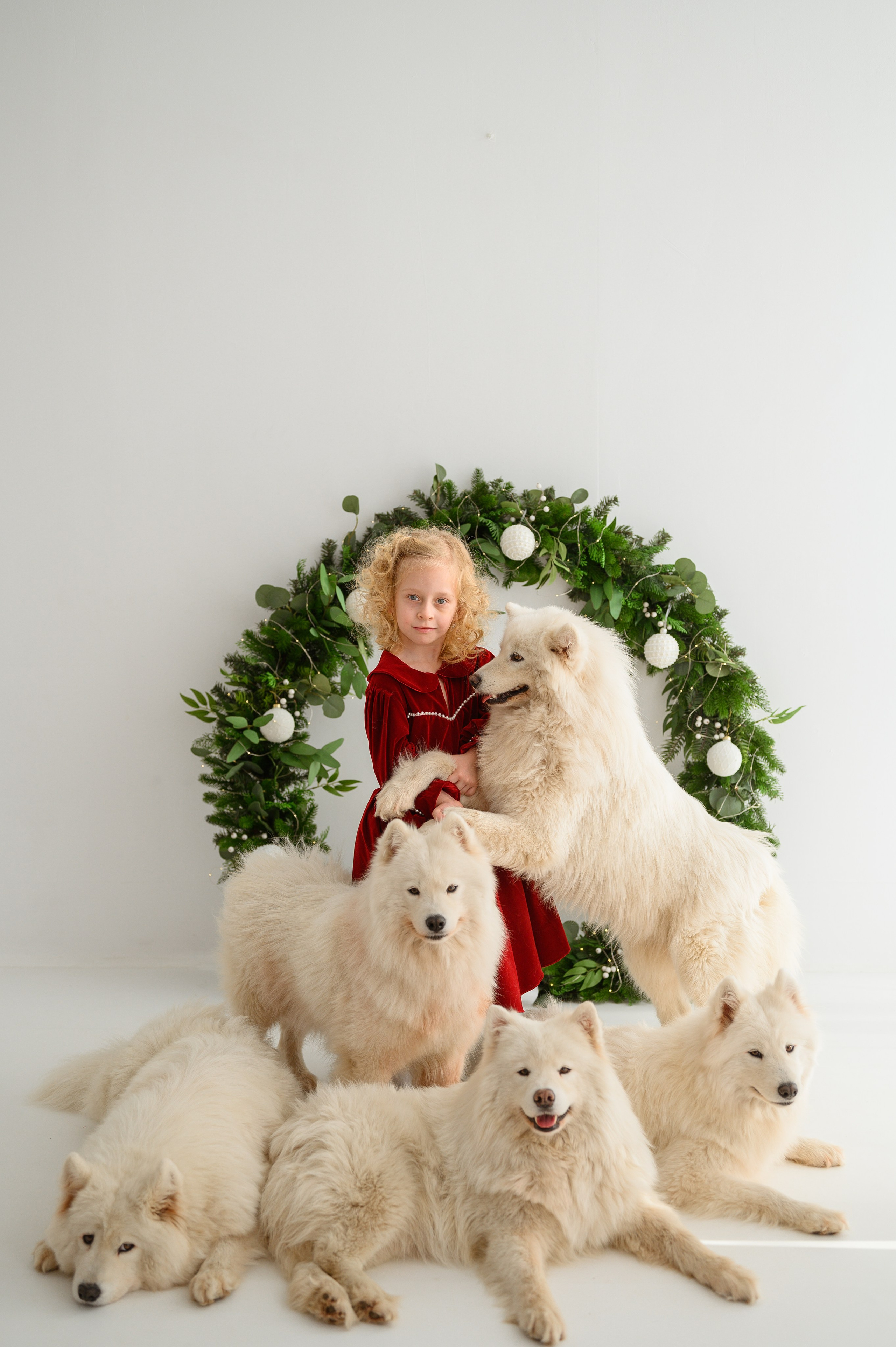 Лизонька и самоеды. Детский и семейный фотограф Ирина Гладких