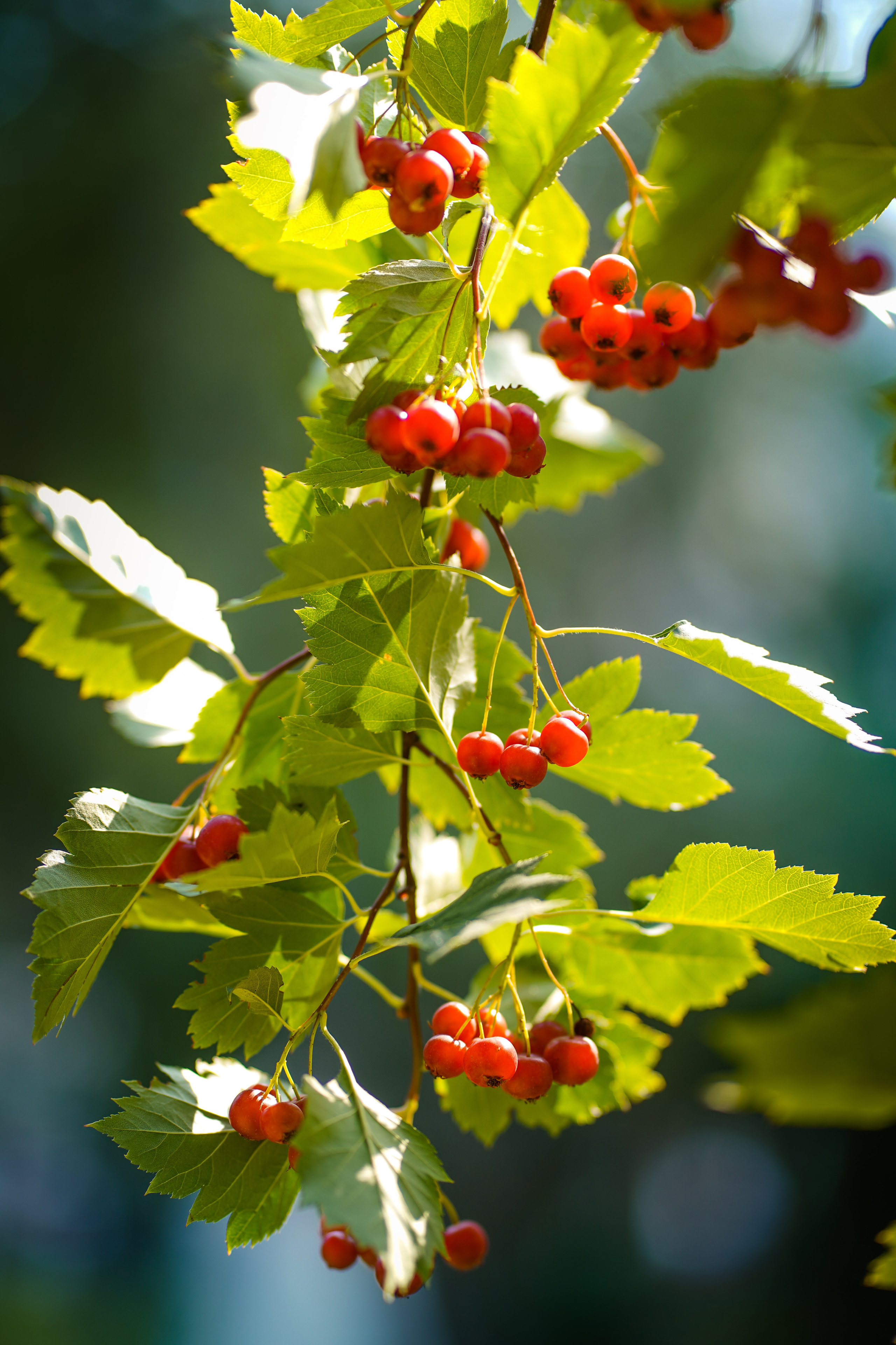 Илья и Ирина 20 августа, свадебная фотосъемка. Семейный и портретный фотограф в Екатеринбурге Анна Лобанова