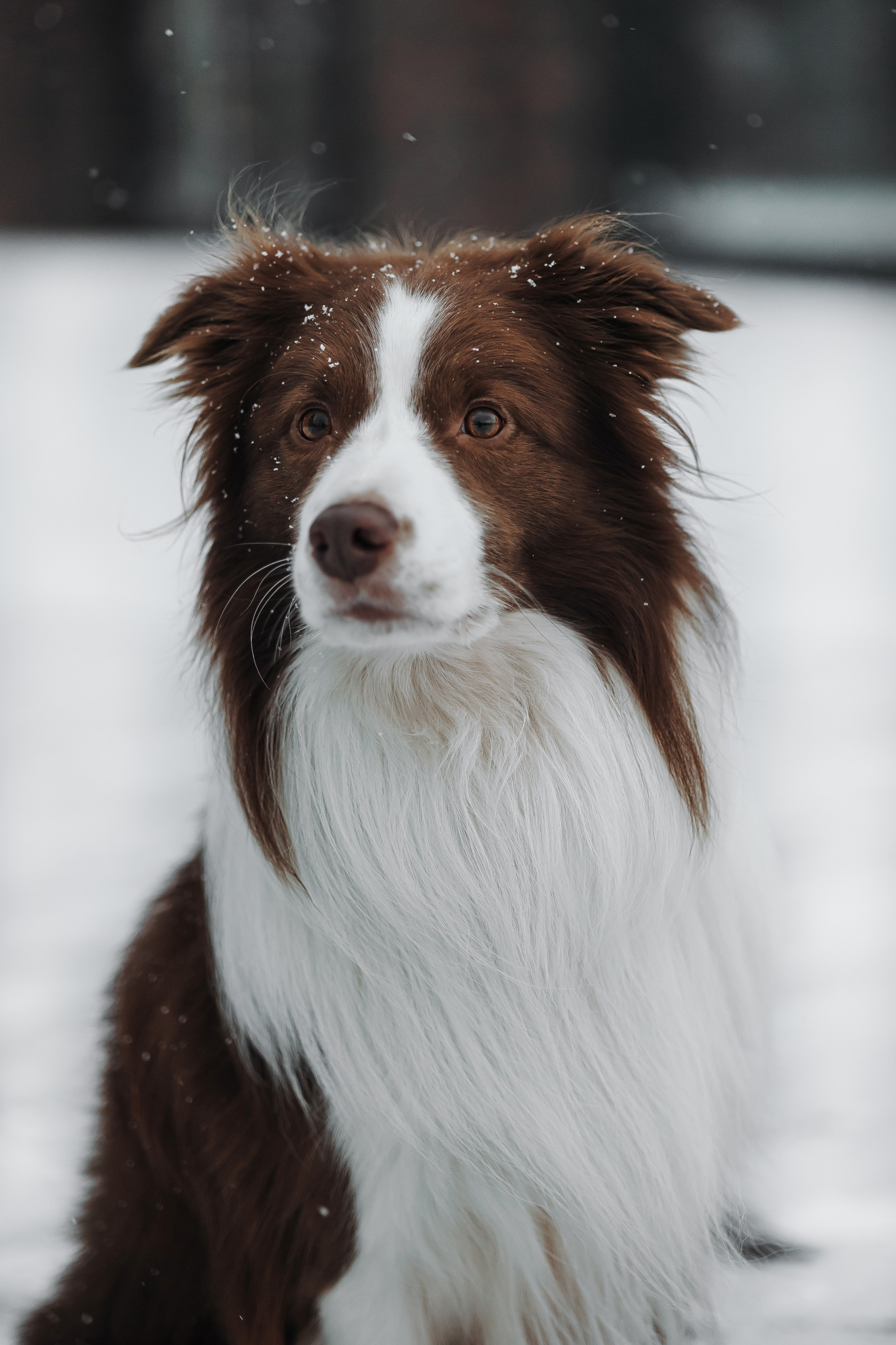 Маша и Брауни. Фотограф-анималист в Санкт-Петербурге Алина Яхонт